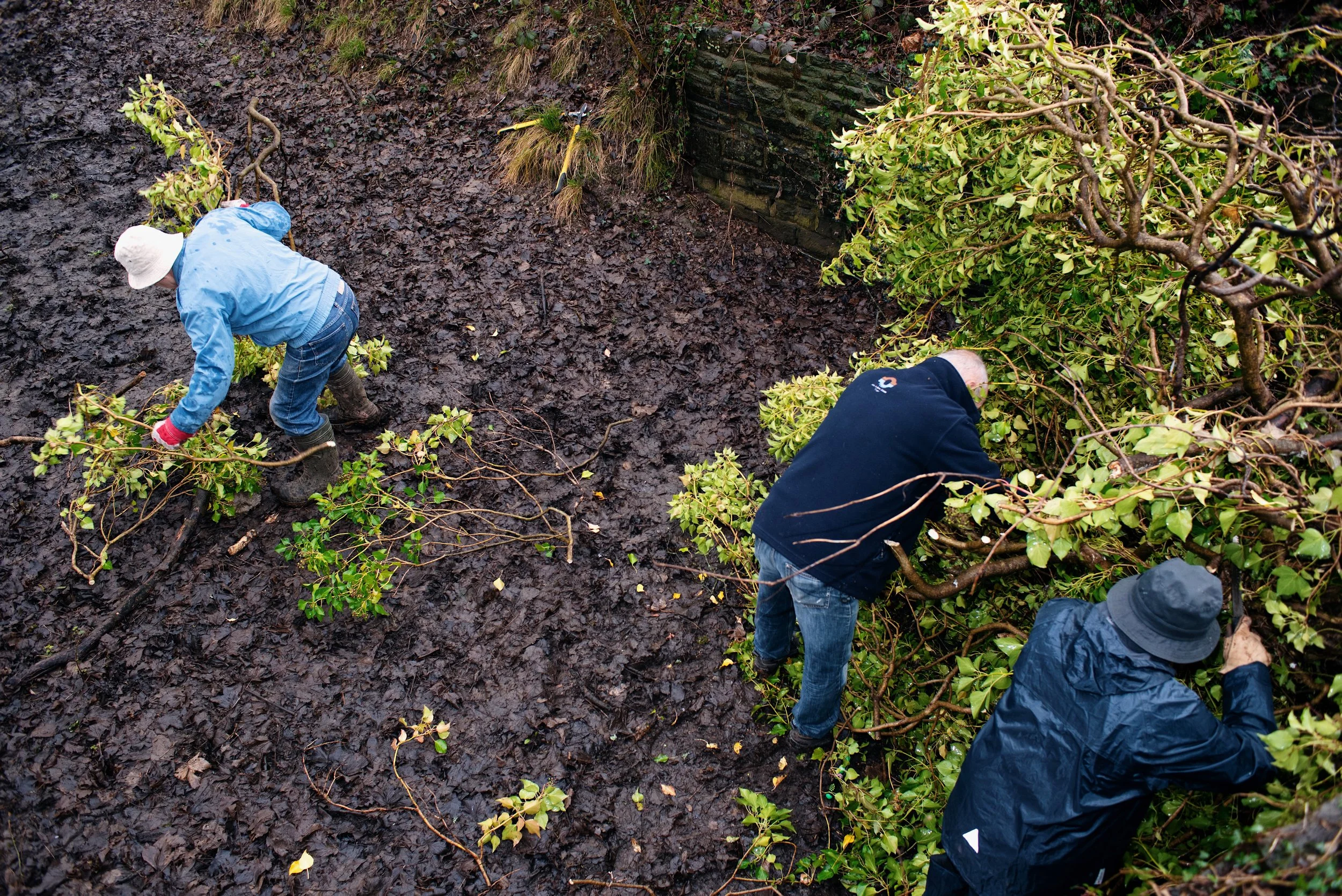 25 clearing tree v.JPG