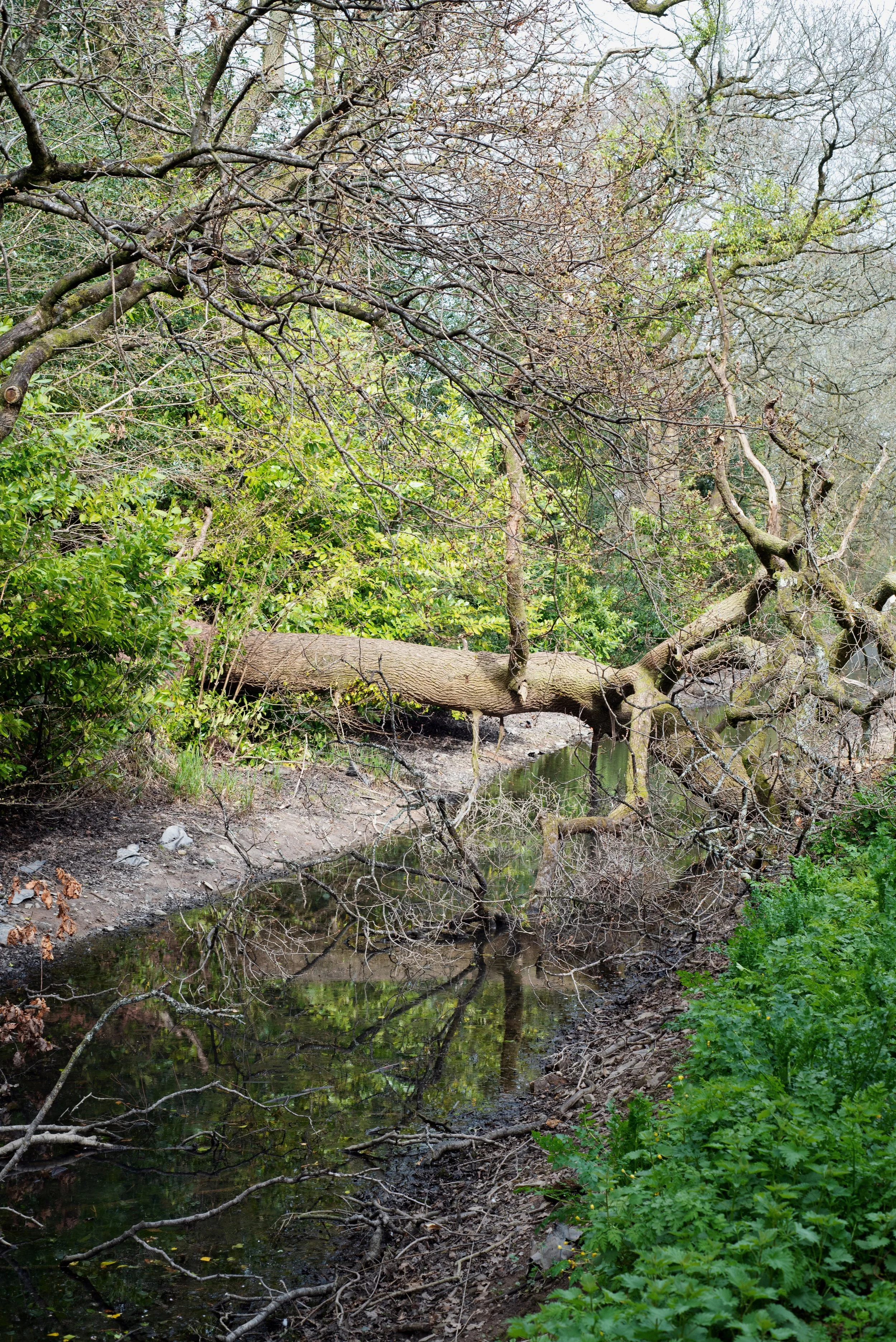 19 fallen tree v.JPG