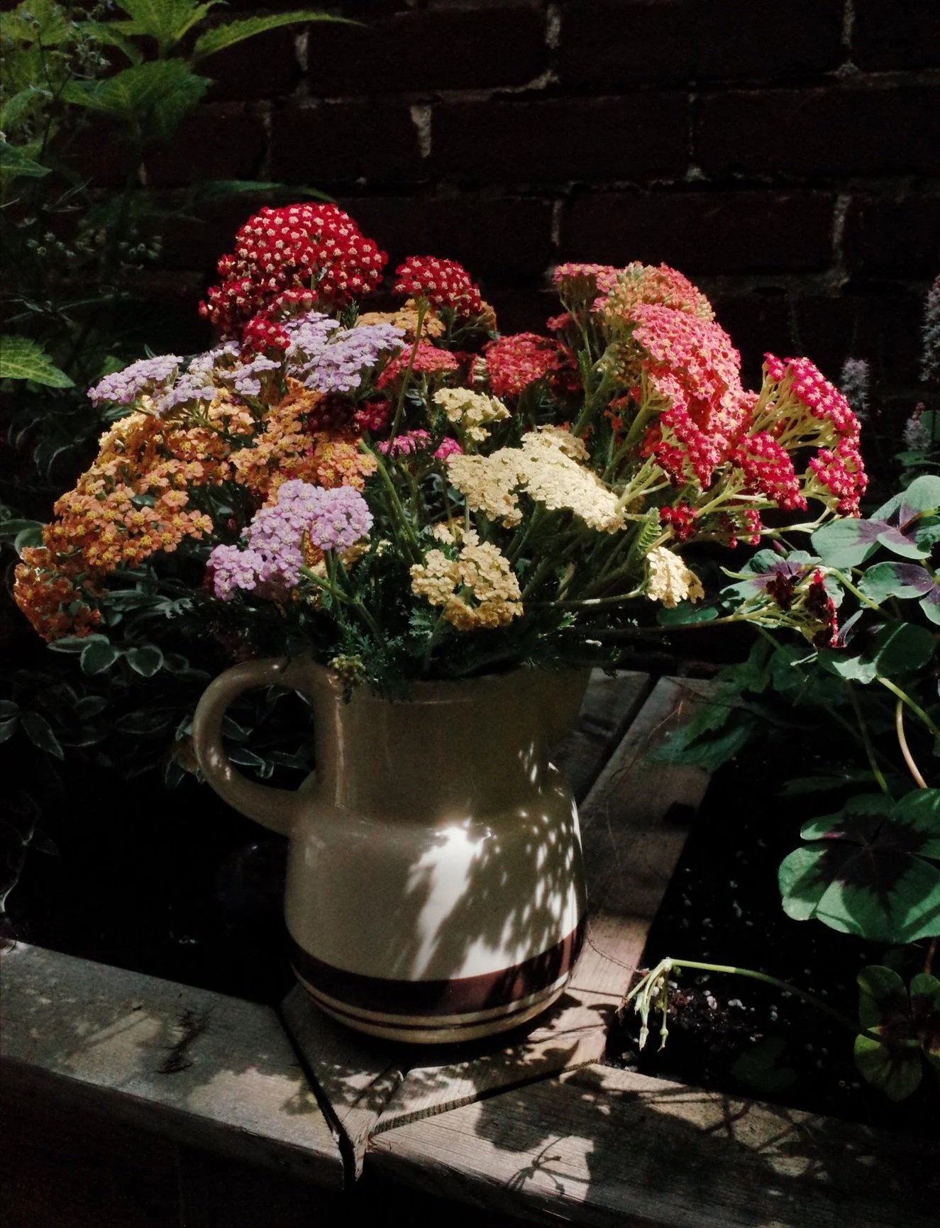 garden_yarrow.jpg