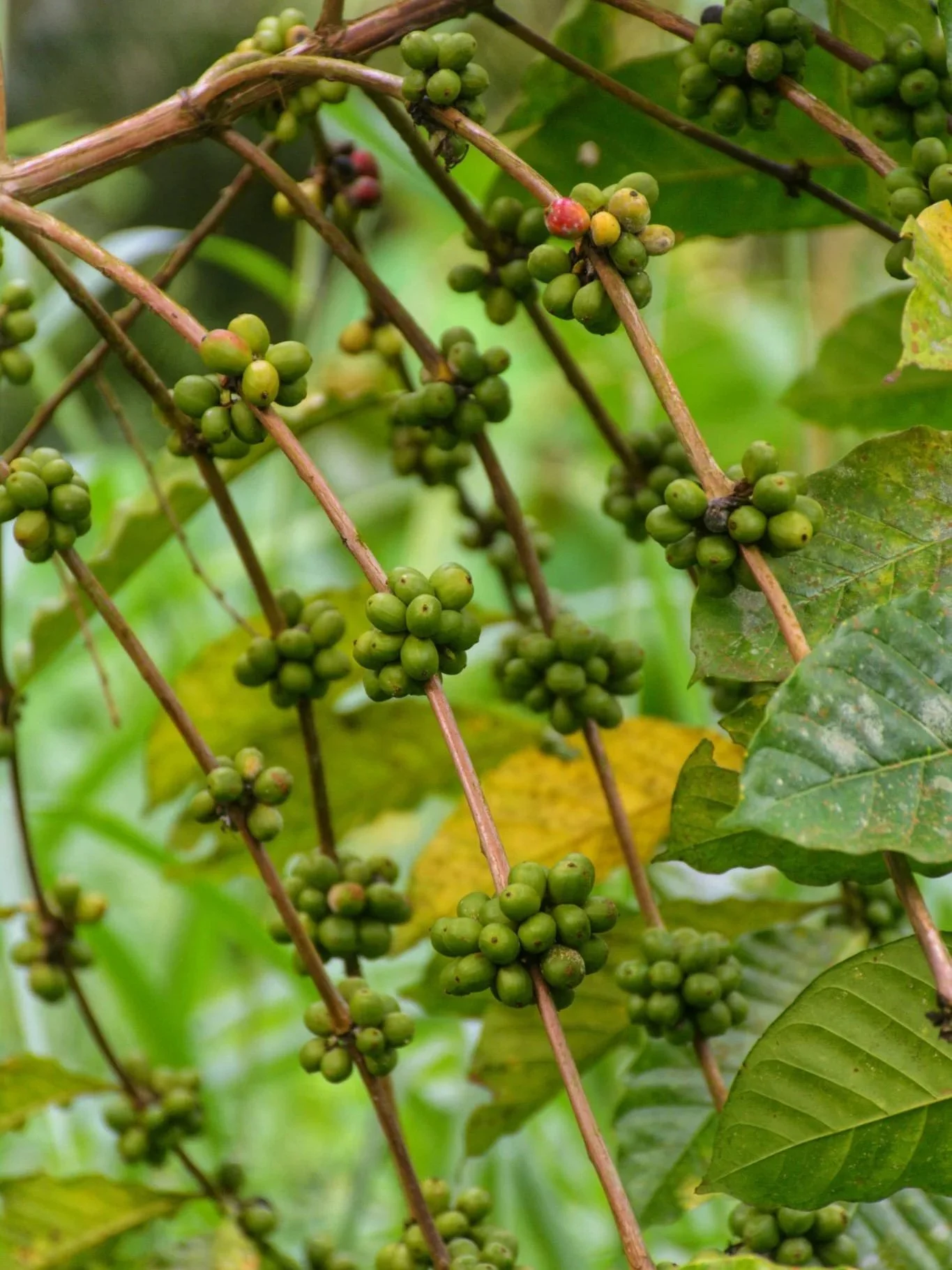La nature à São Tomé : faune, flore et réserves naturelles