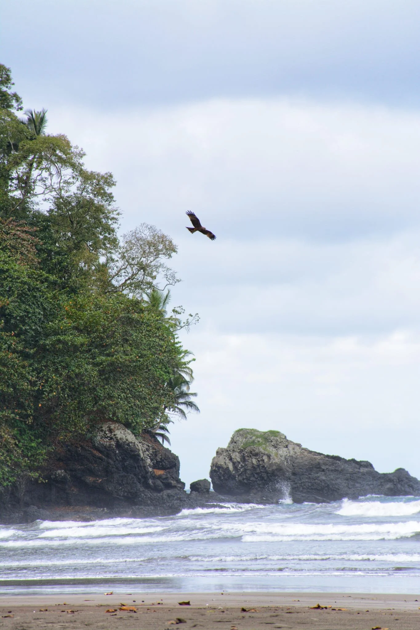 Faune Sao Tomé - Voyage - Reptile Afrique - Plage paradisiaque