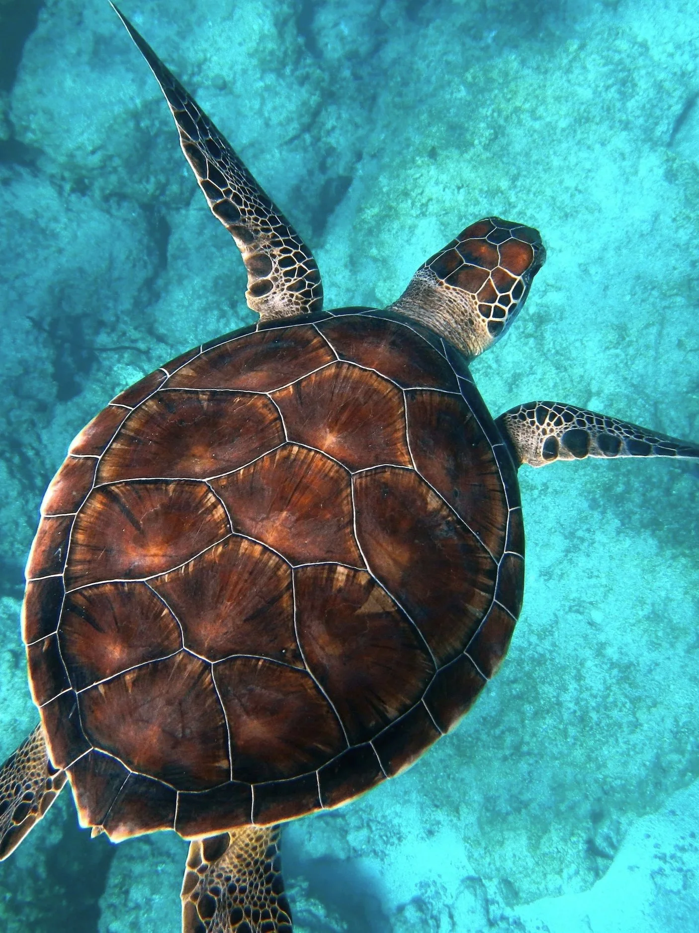 Voyage, Tortues, Sao Tomé