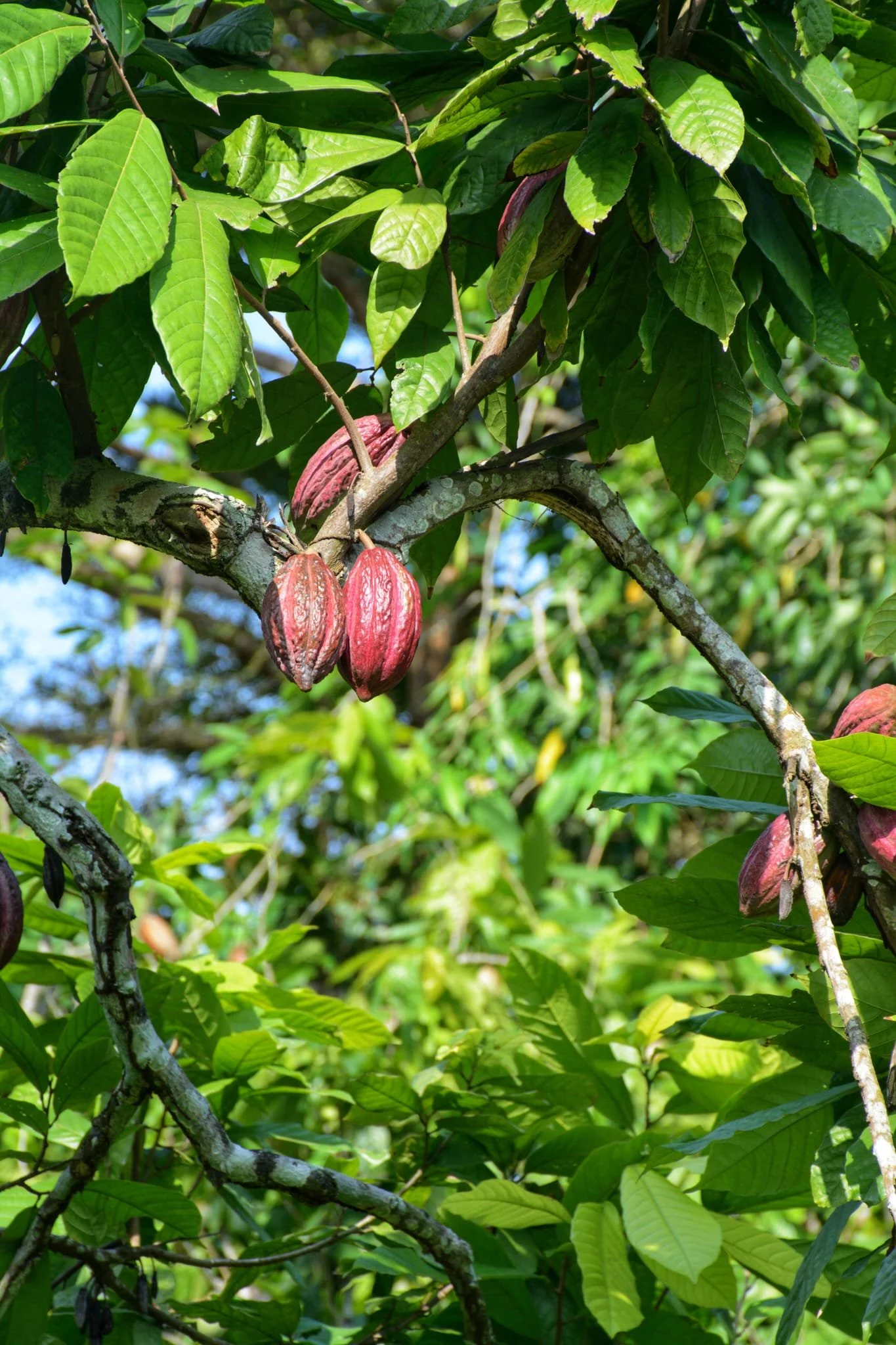 Voyage à Sao Tomé, Cacao