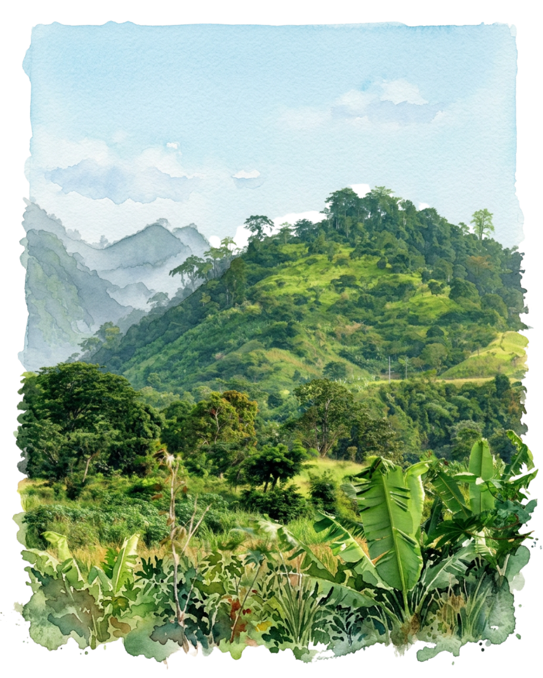 Randonnée - Ponta Figo : sentiers des plantations de cacao à Sao Tomé