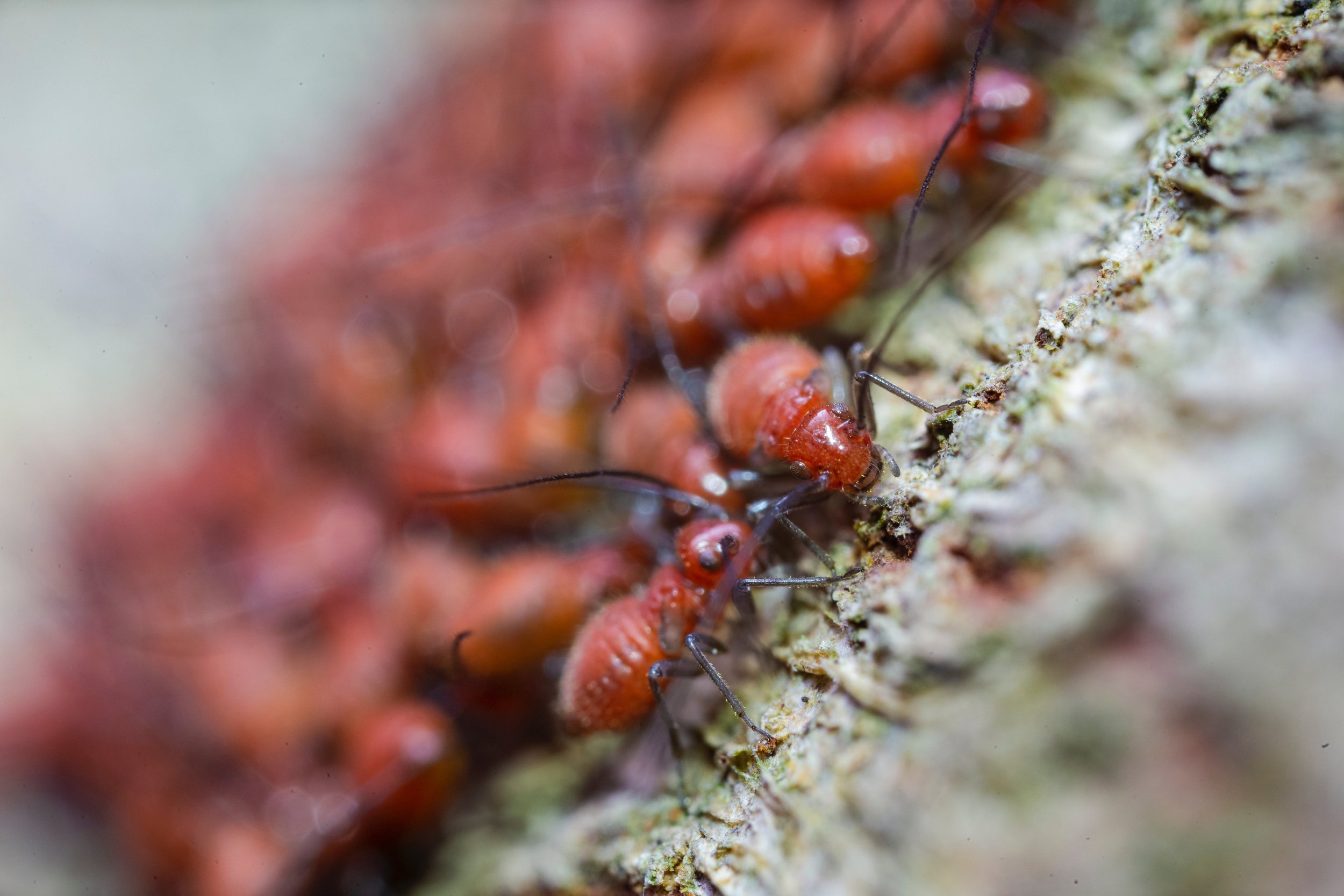 The Hidden Dangers of DIY Pest Control: When to Call the Pros