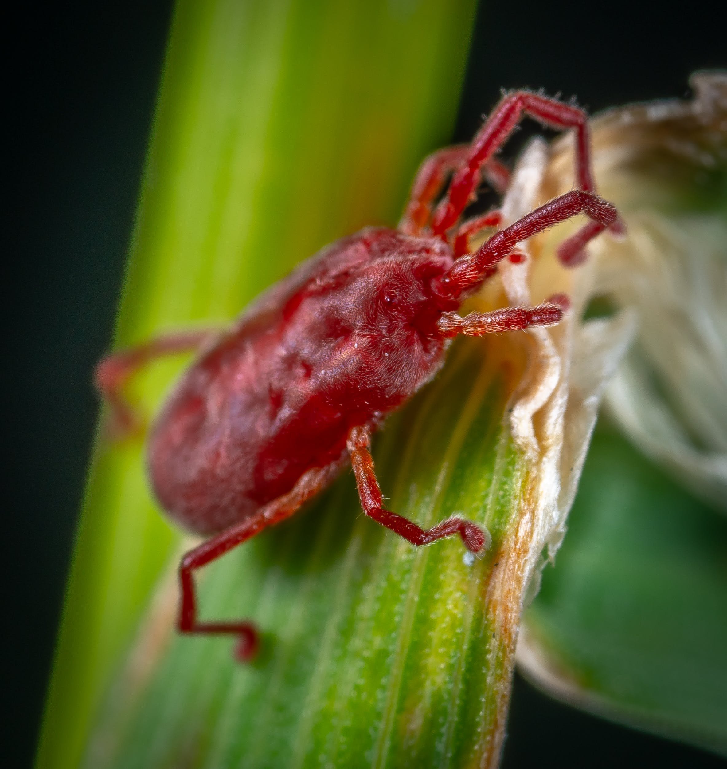 Tiny Red Bugs: Unraveling the Mystery of Clover Mites