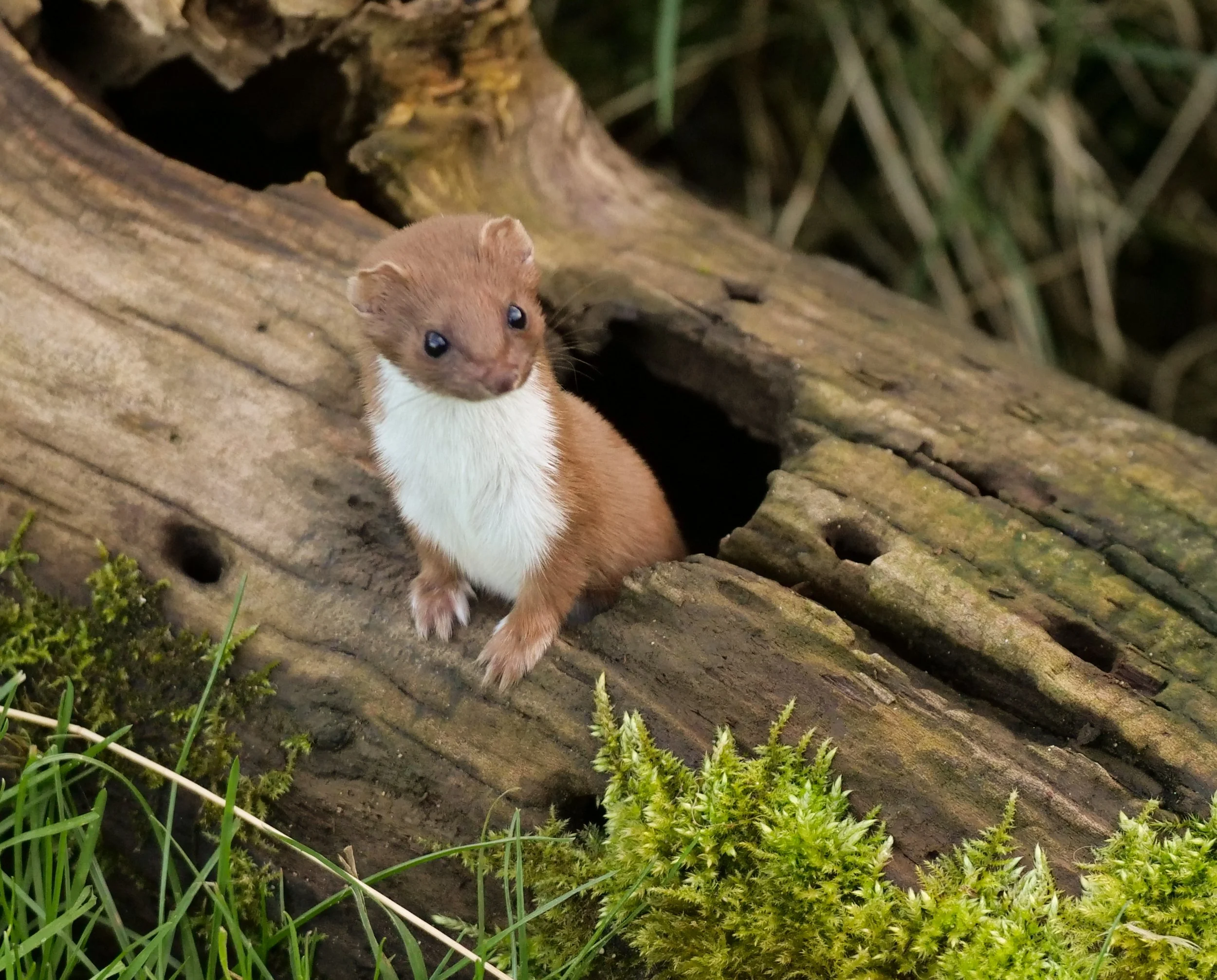 A wing, a prayer and a weasel