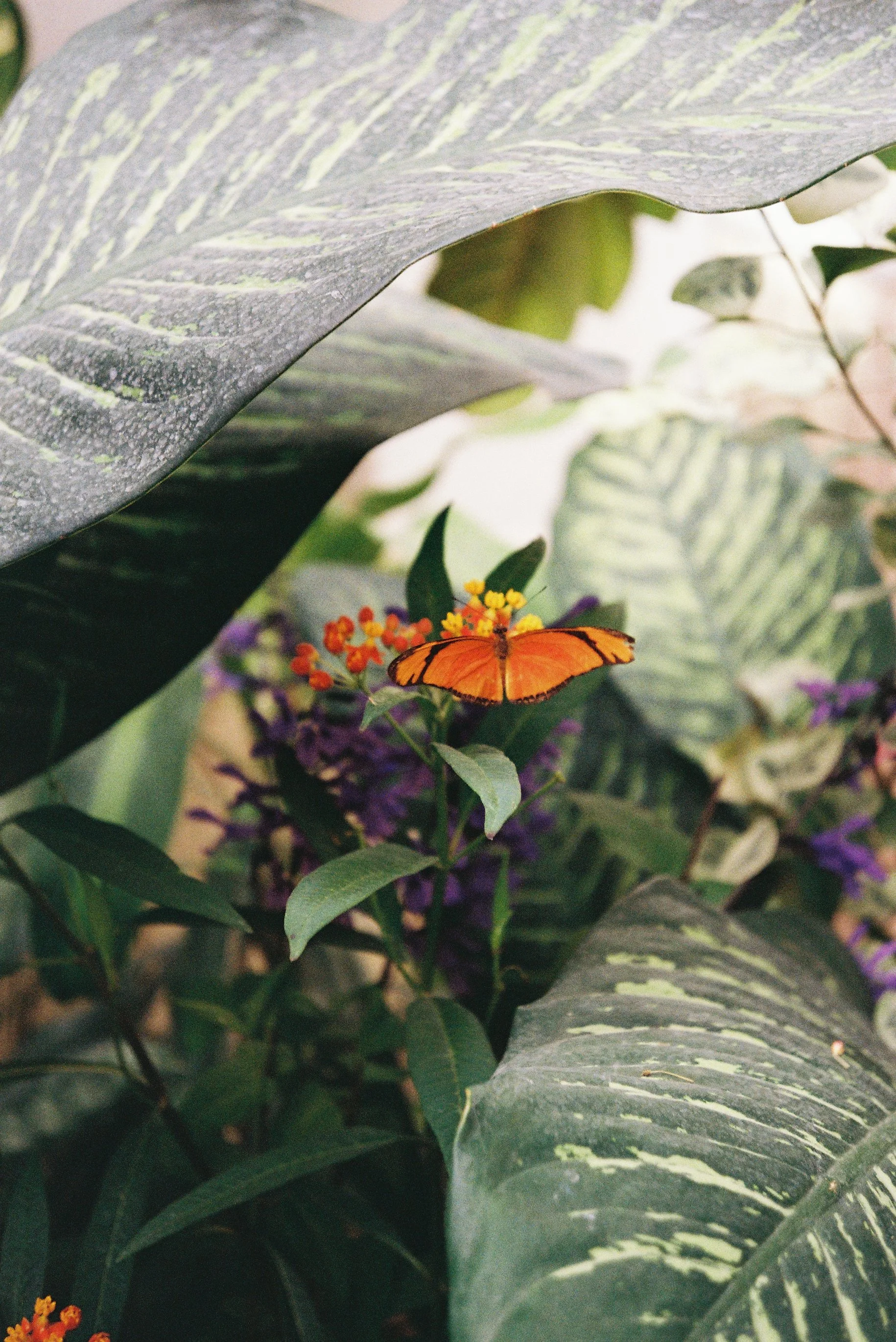 Butterfly greenhouse