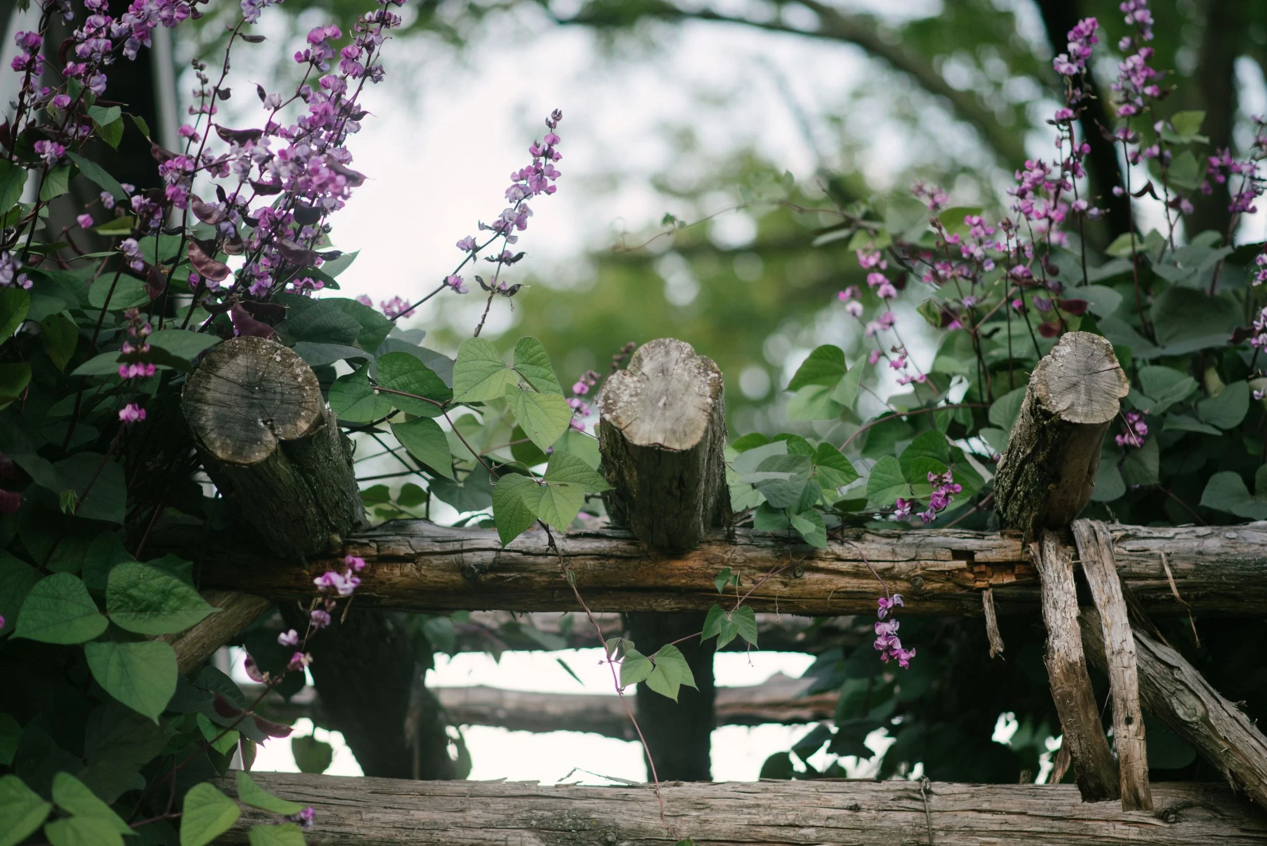 A close-up of an old wooden fence with purple flowers and green leaves growing around it, with a blurred background of trees and sky.