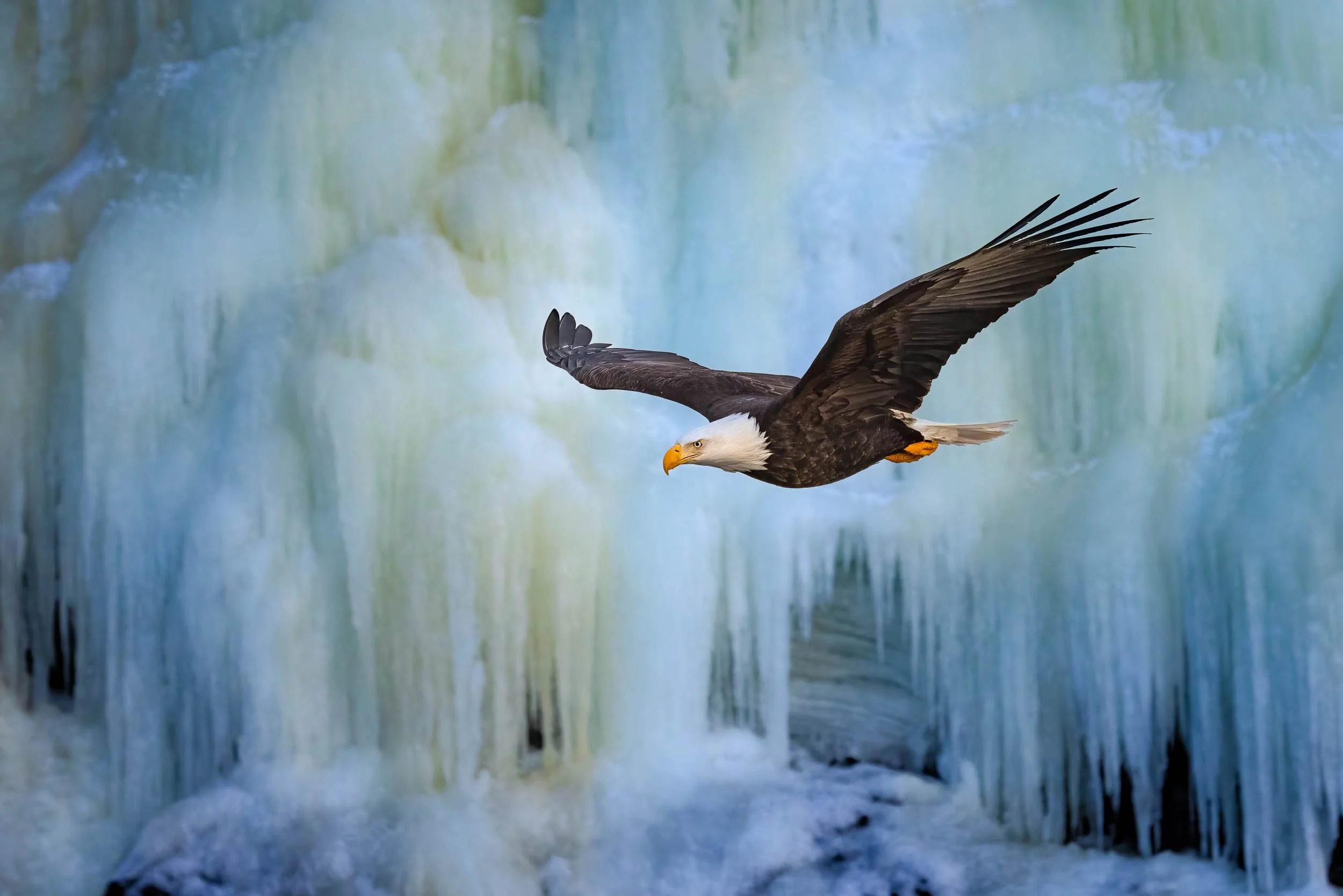 "Frozen Realm"