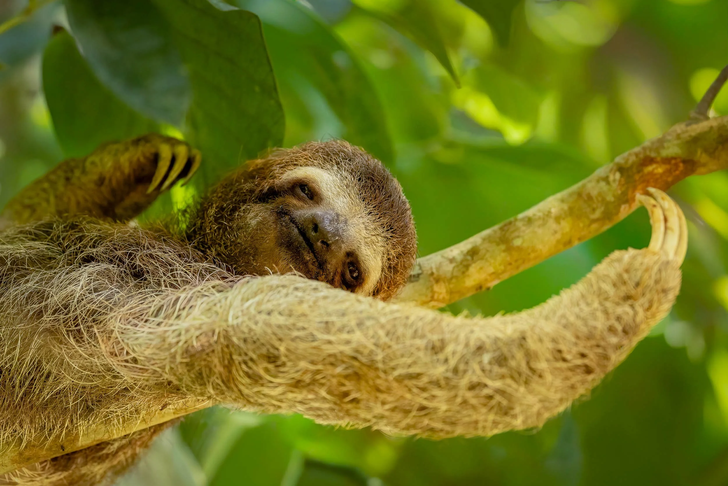 "Lazy Afternoon"