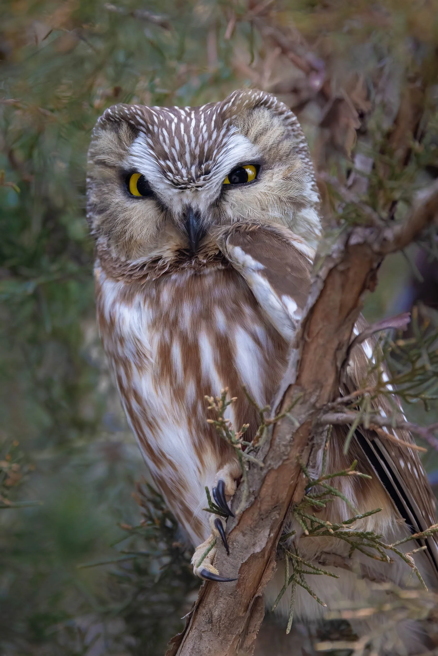 "Perched in Shadow"