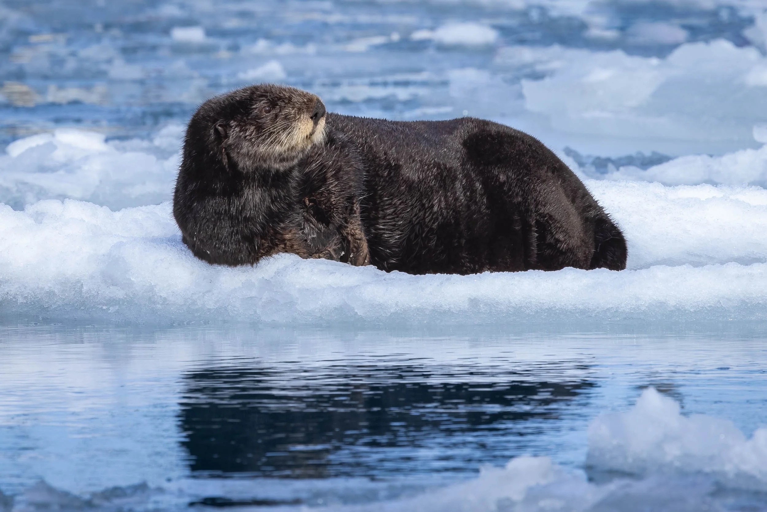 "Frozen Float"