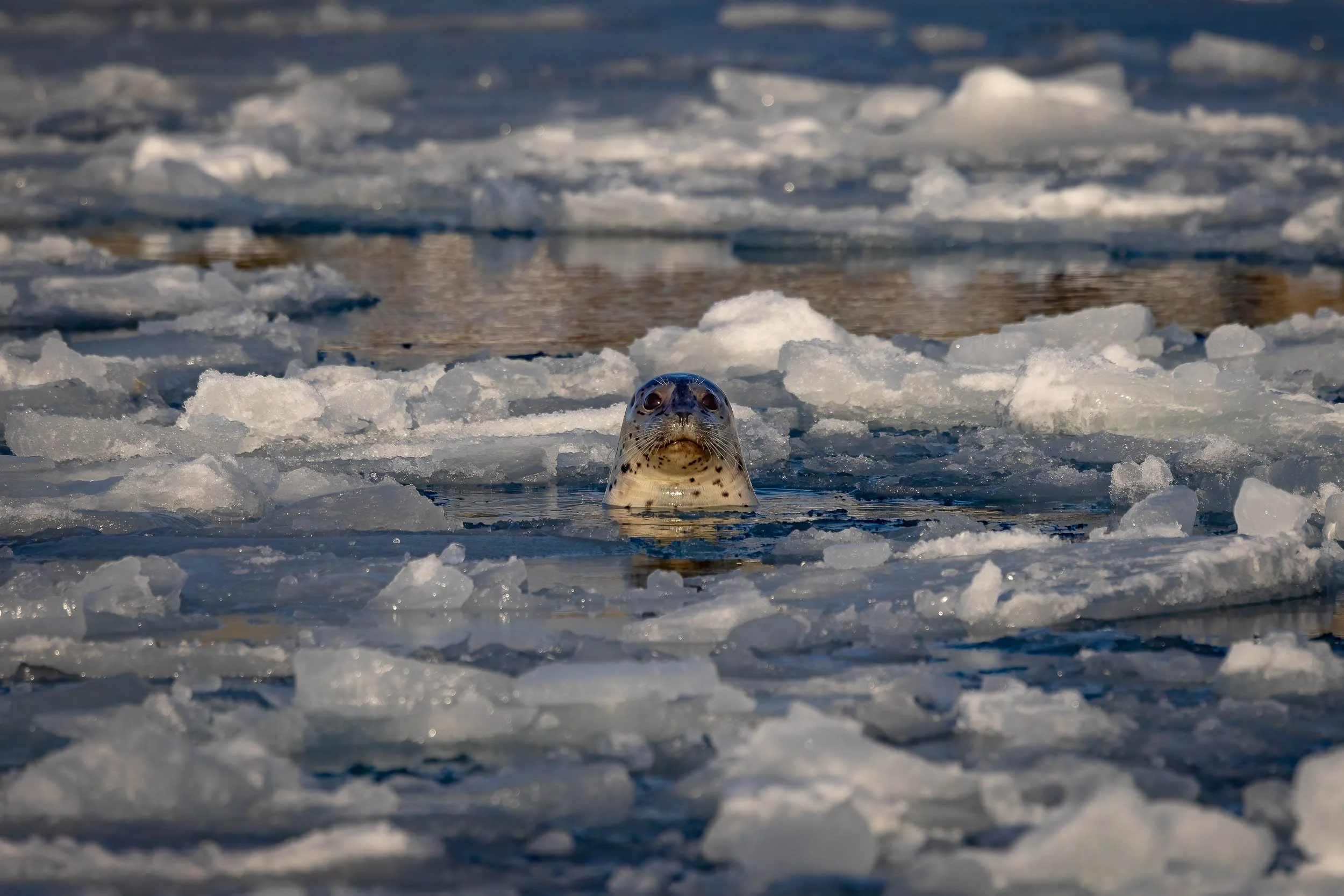 "Icy Vigilant"