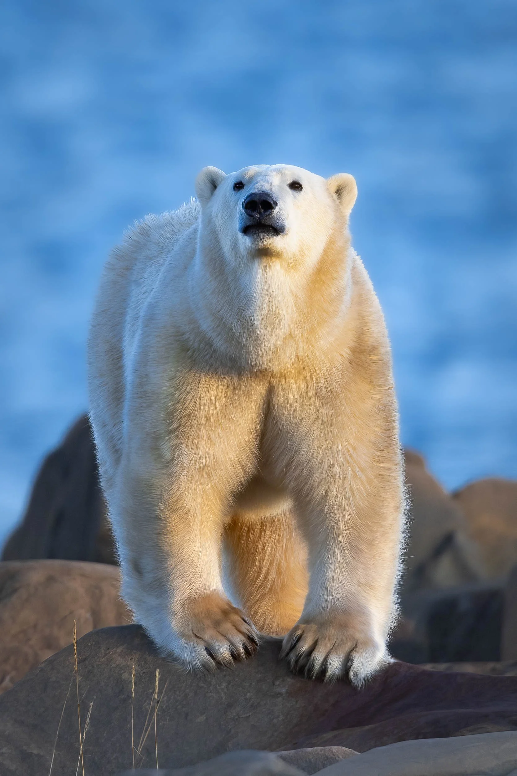 "Tundra Titan"