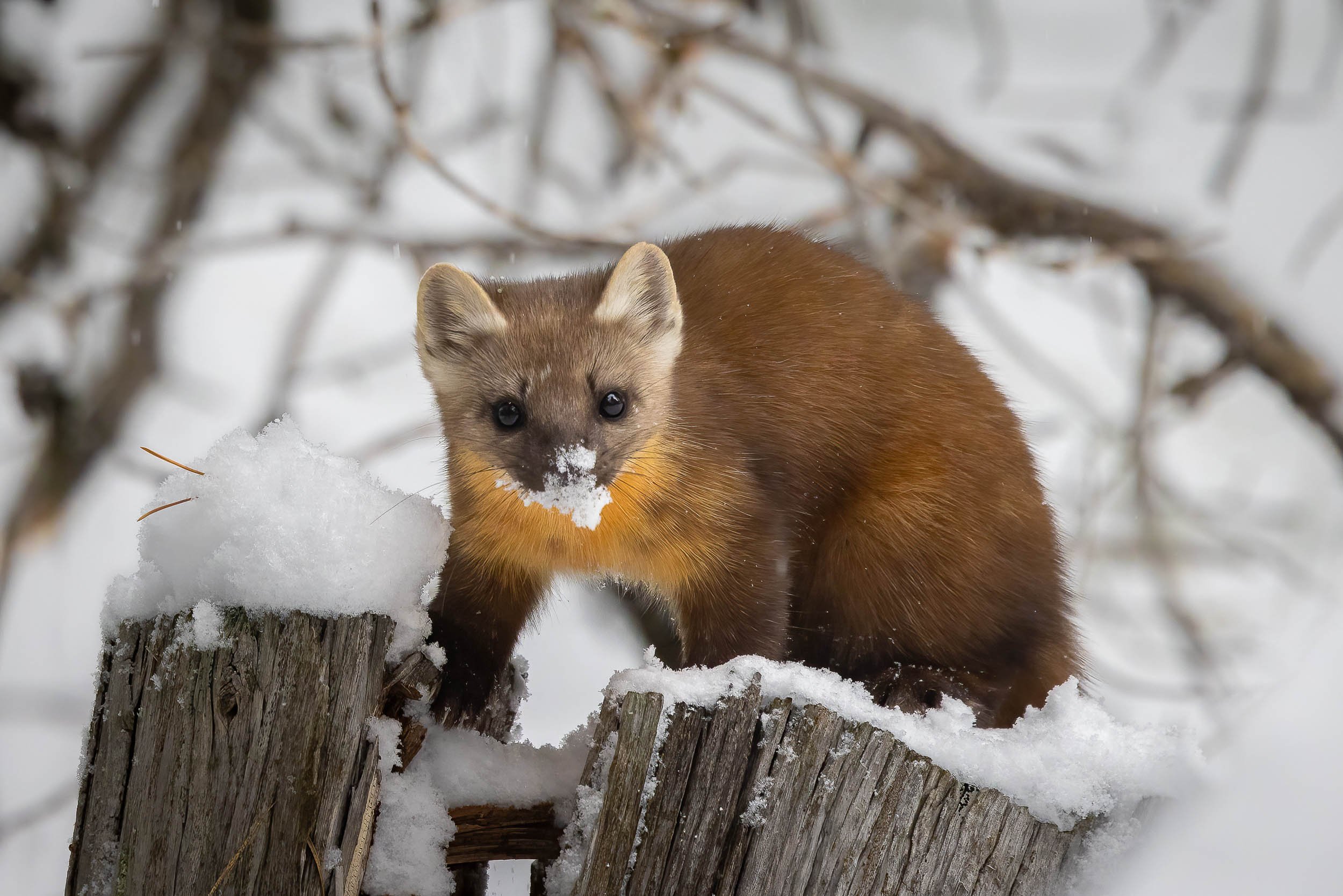 "Winter Curiosity"