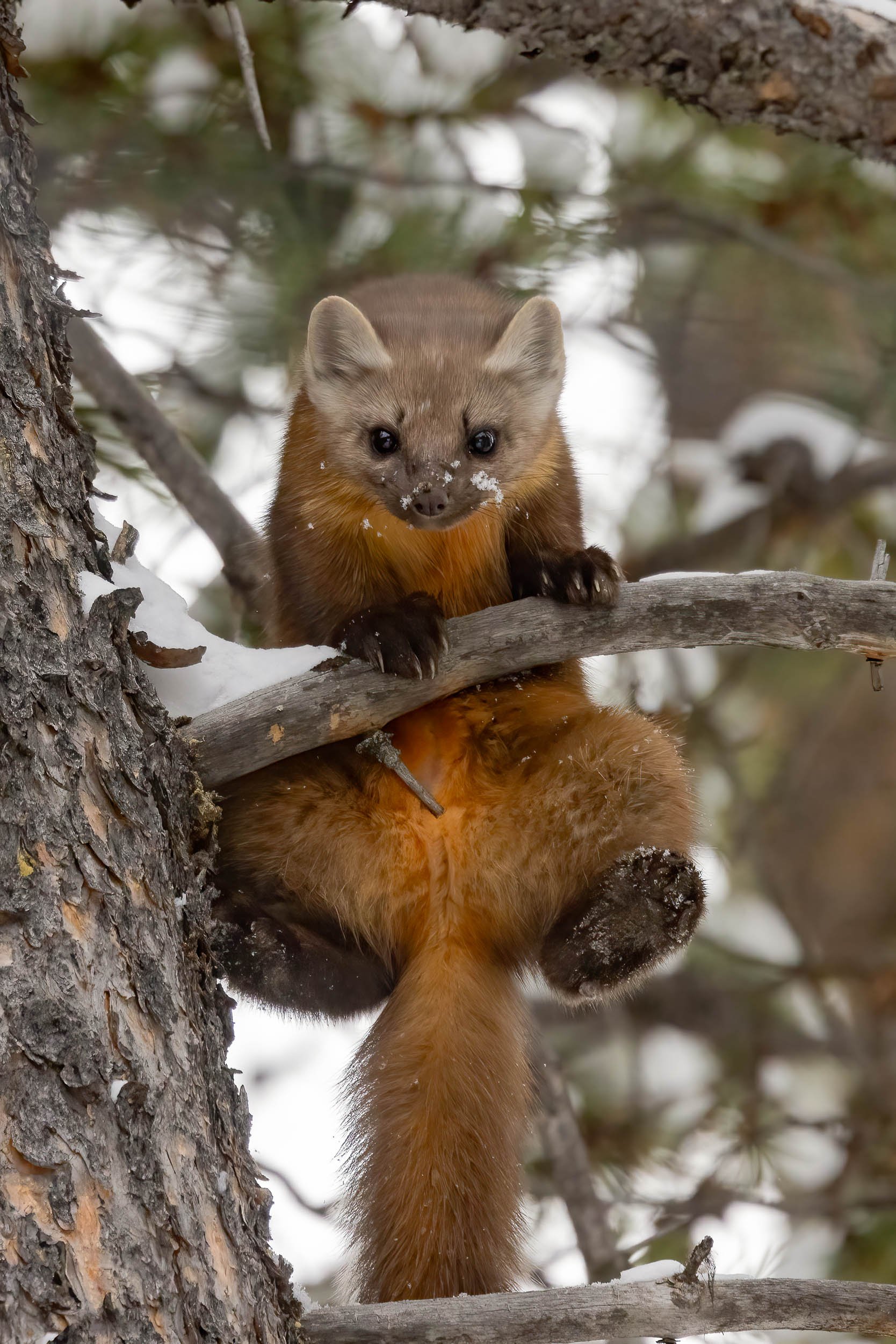 "Forest Acrobat"