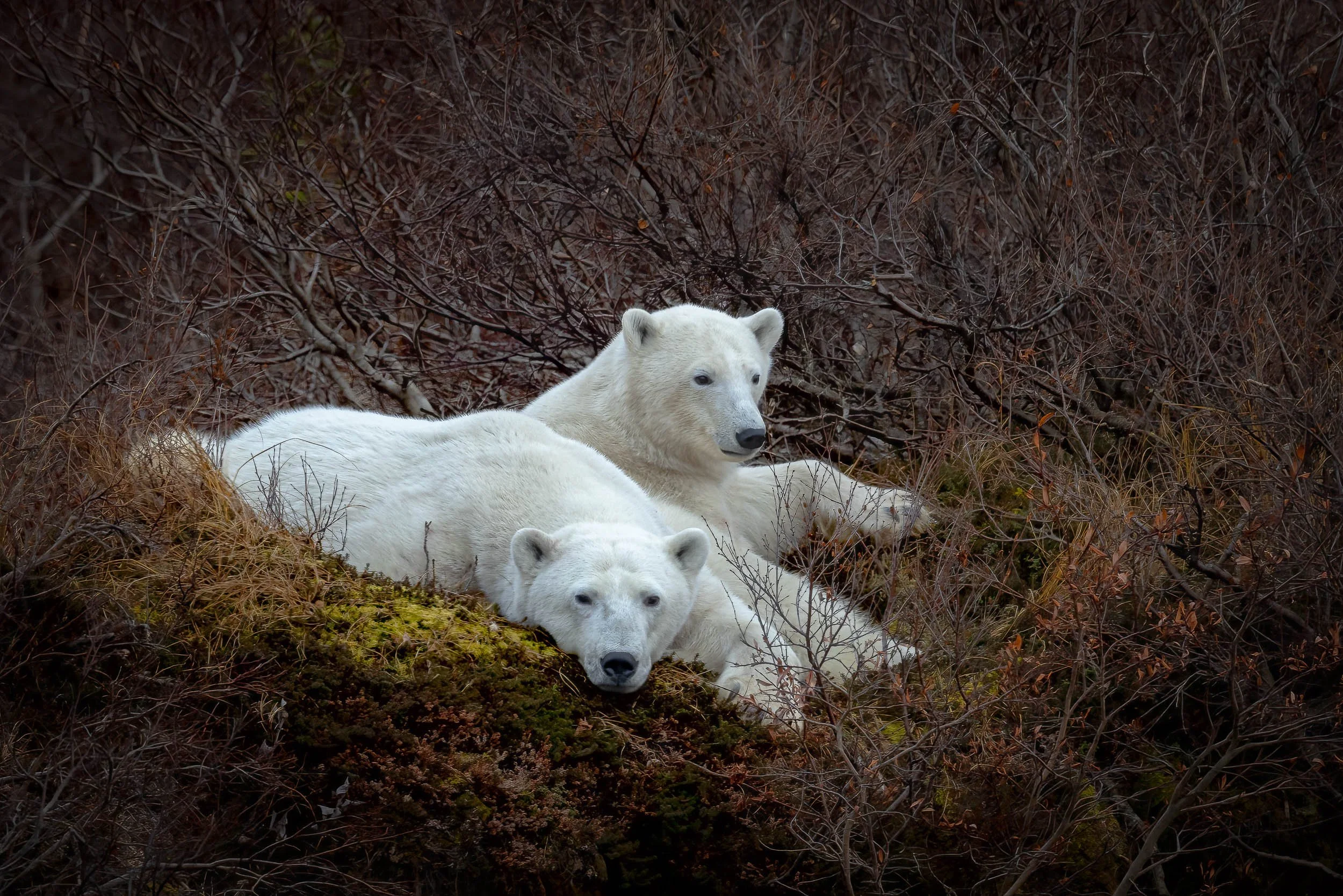 "Polar serenity"