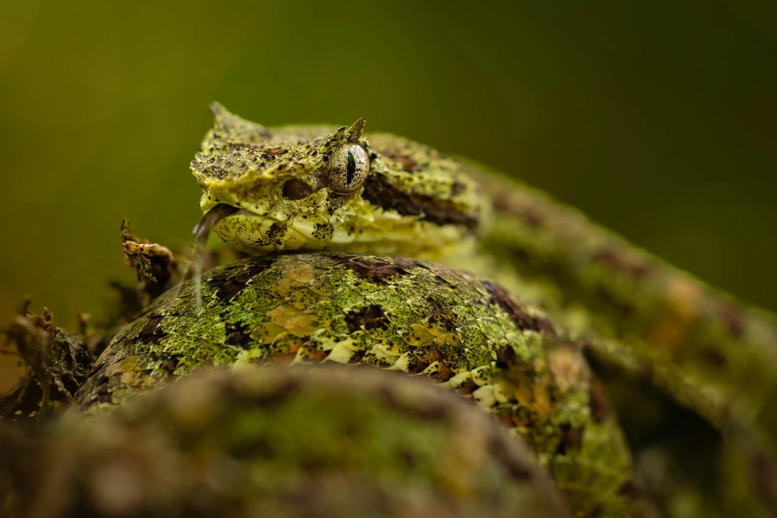 "Eyelash Viper"