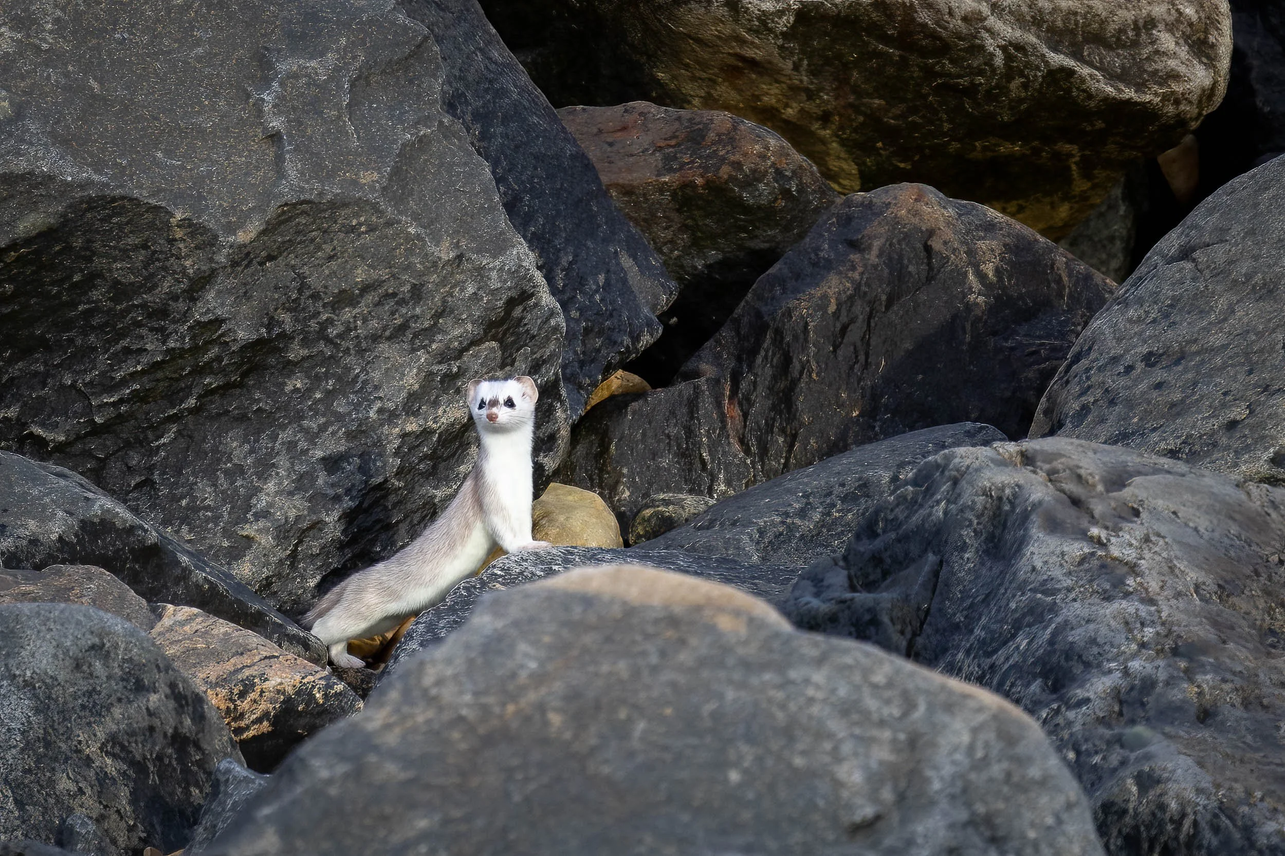 "Ghost of the Rocks"