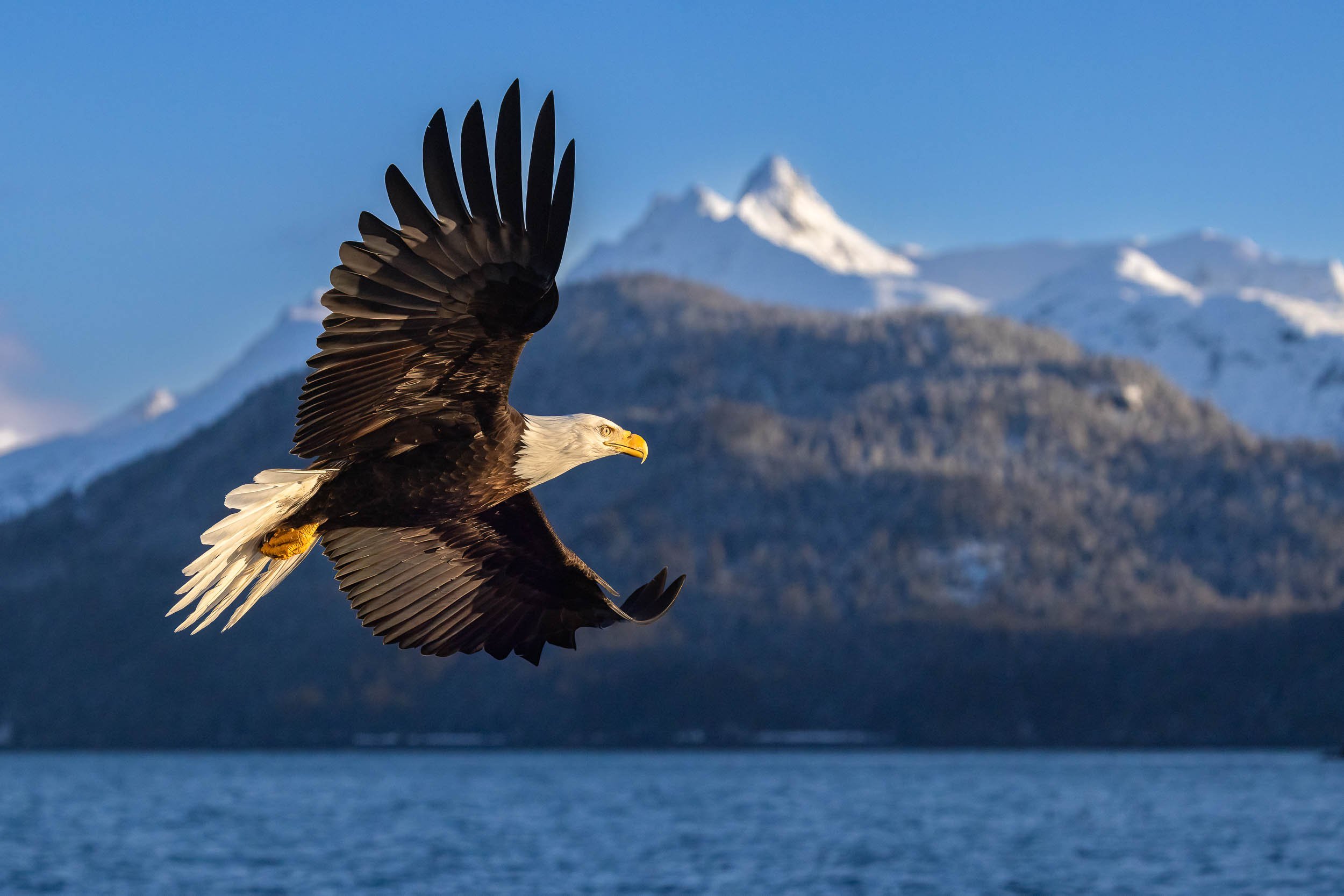 "An Eagle's Domain"