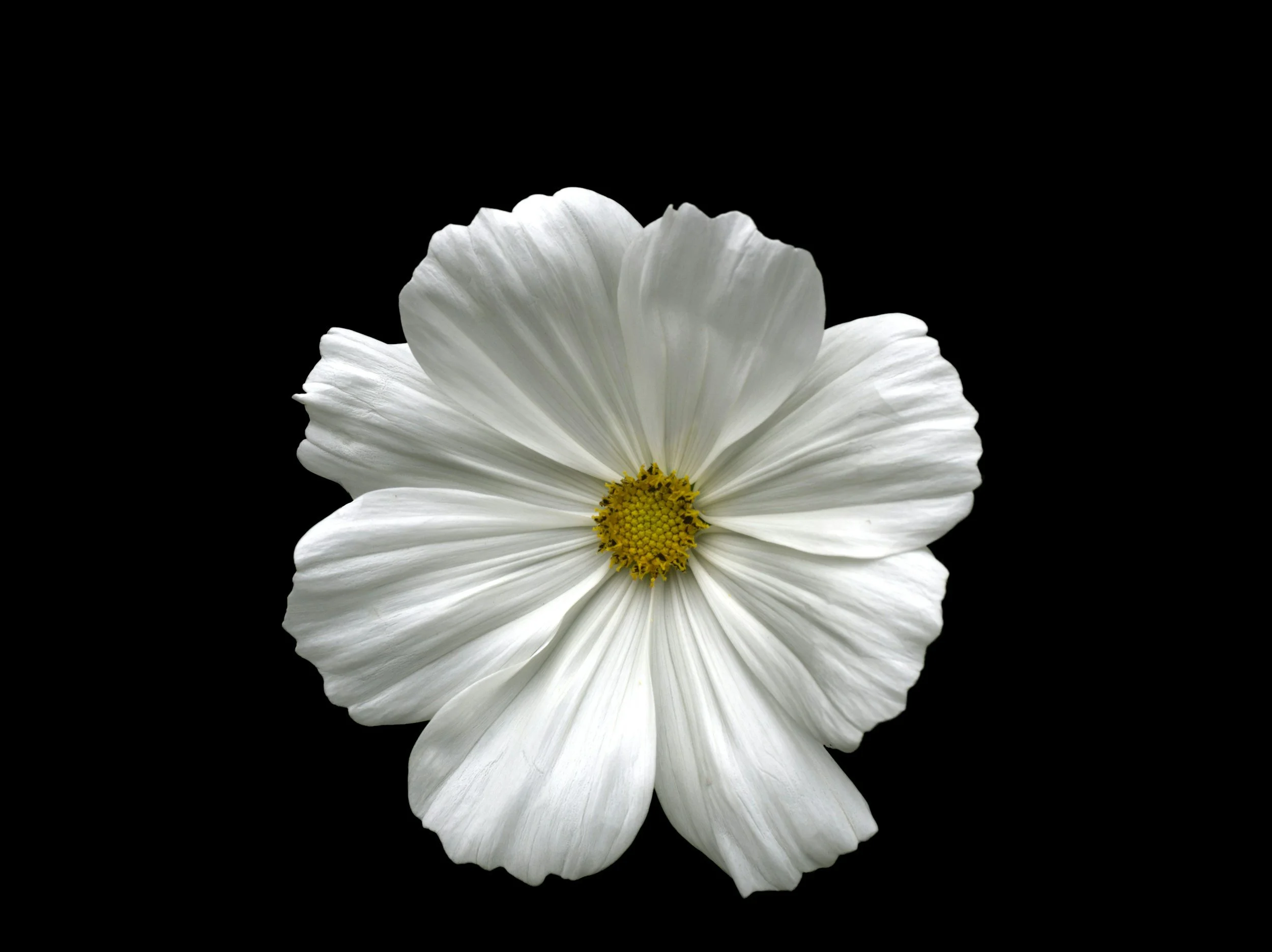 Close-up of a white flower with a yellow center, against a black background.