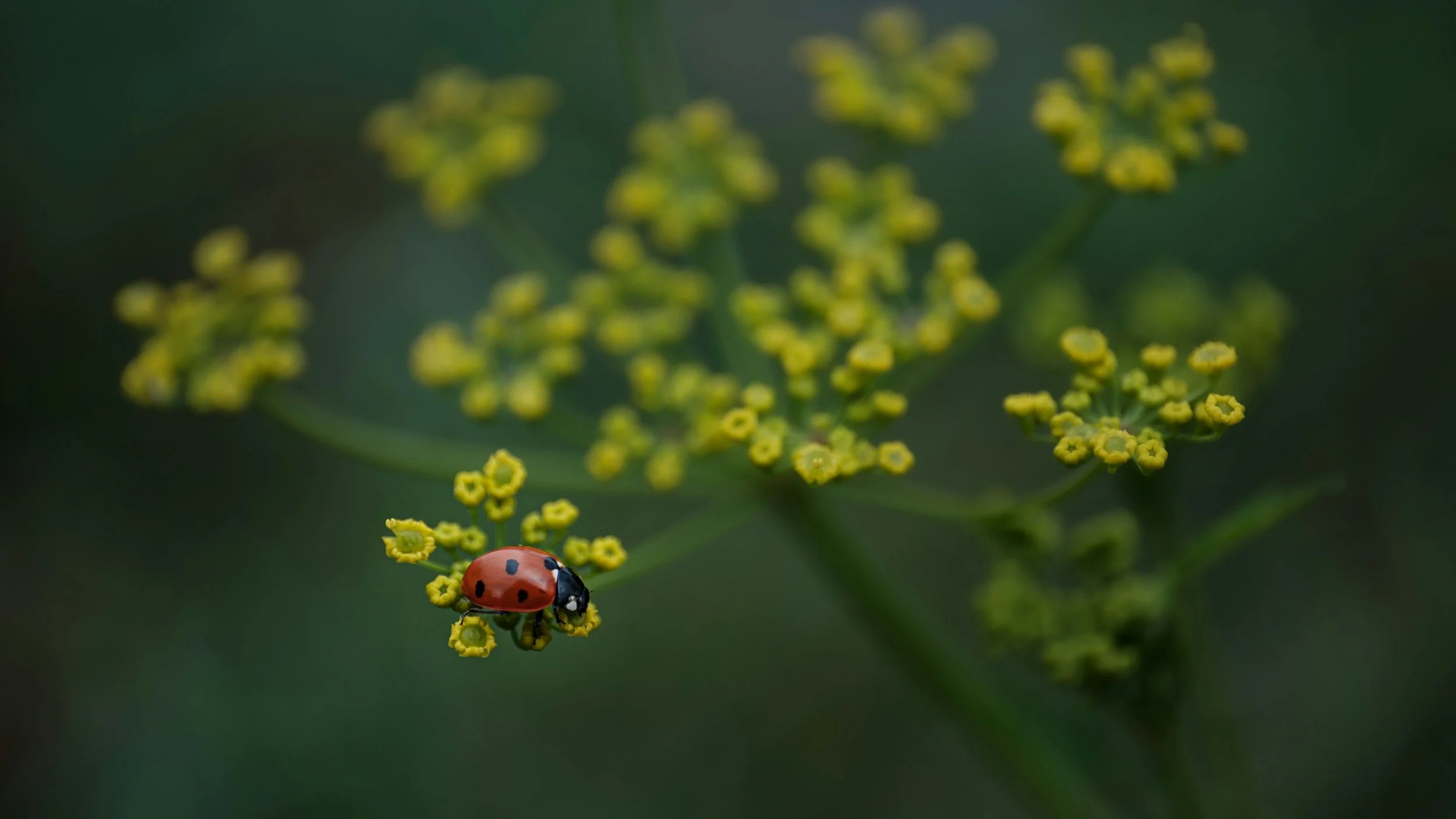 Close-up of a ladybug crawling on a cluster of small yellow flowers with a green blurred background.