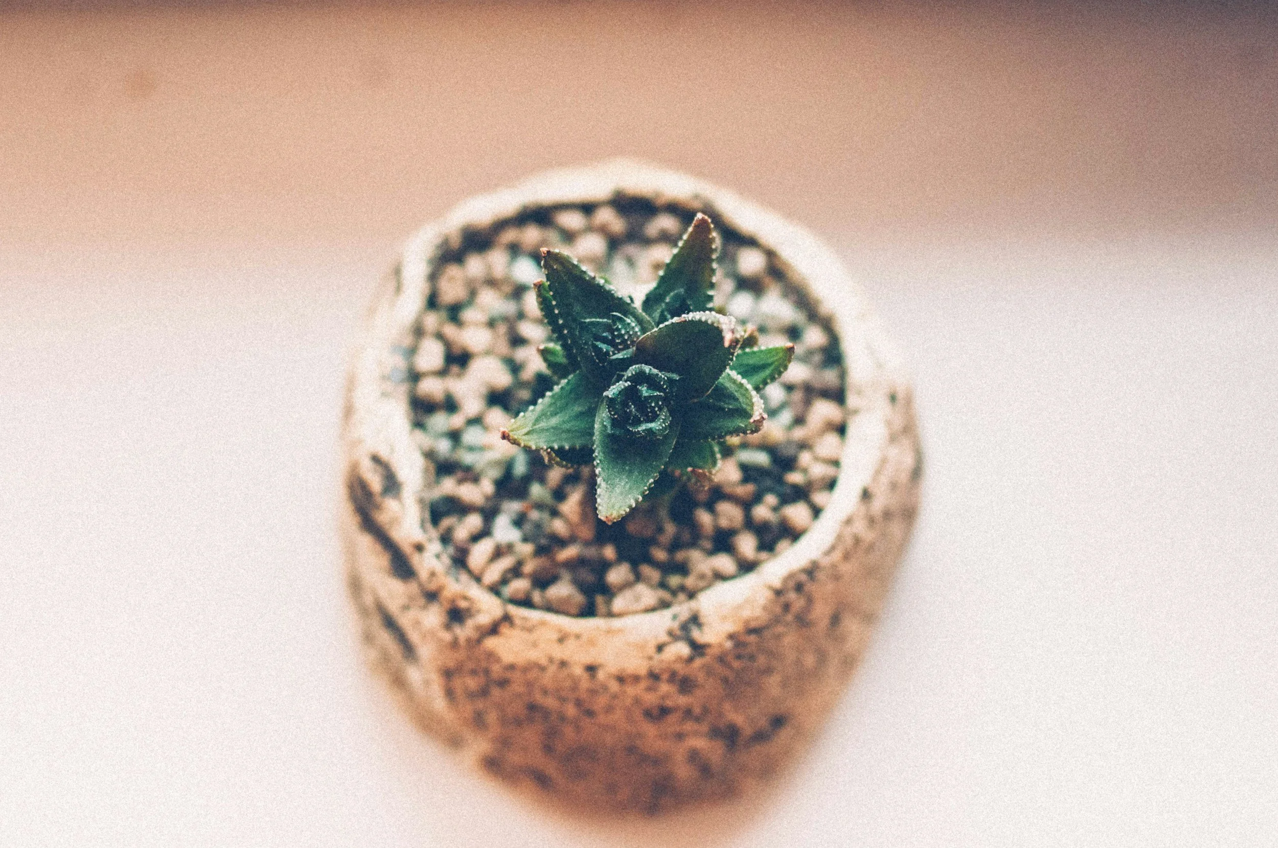 Close-up view of a small green succulent plant growing in a round, speckled ceramic pot filled with soil.