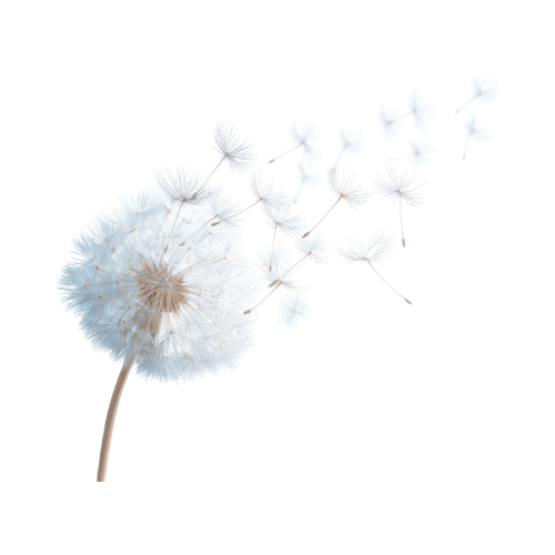Close-up of a dandelion seed head with some seeds dispersing in the air against a black background.