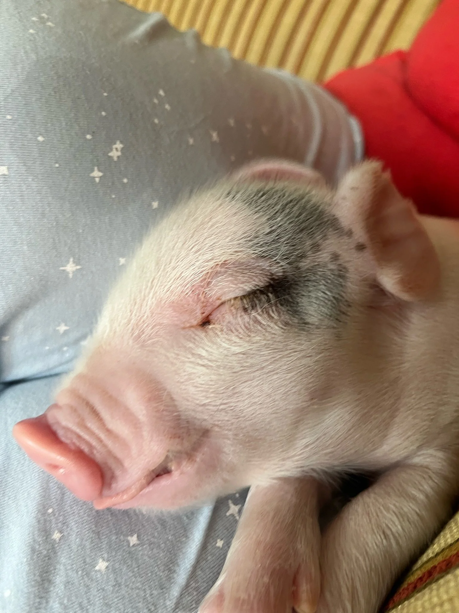 Close-up of a sleeping piglet with a light pink snout and black markings, resting on a person in star-patterned fabric.