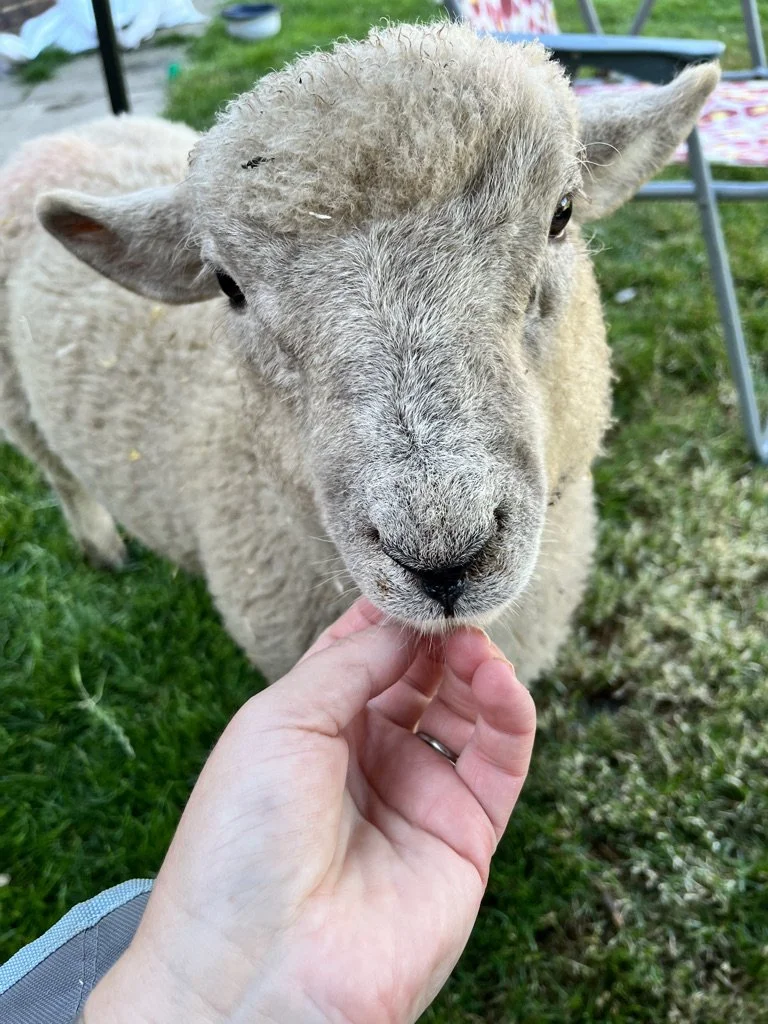 Close-up of a young sheep being gently pet by a person, with outdoor grass and chairs in the background.