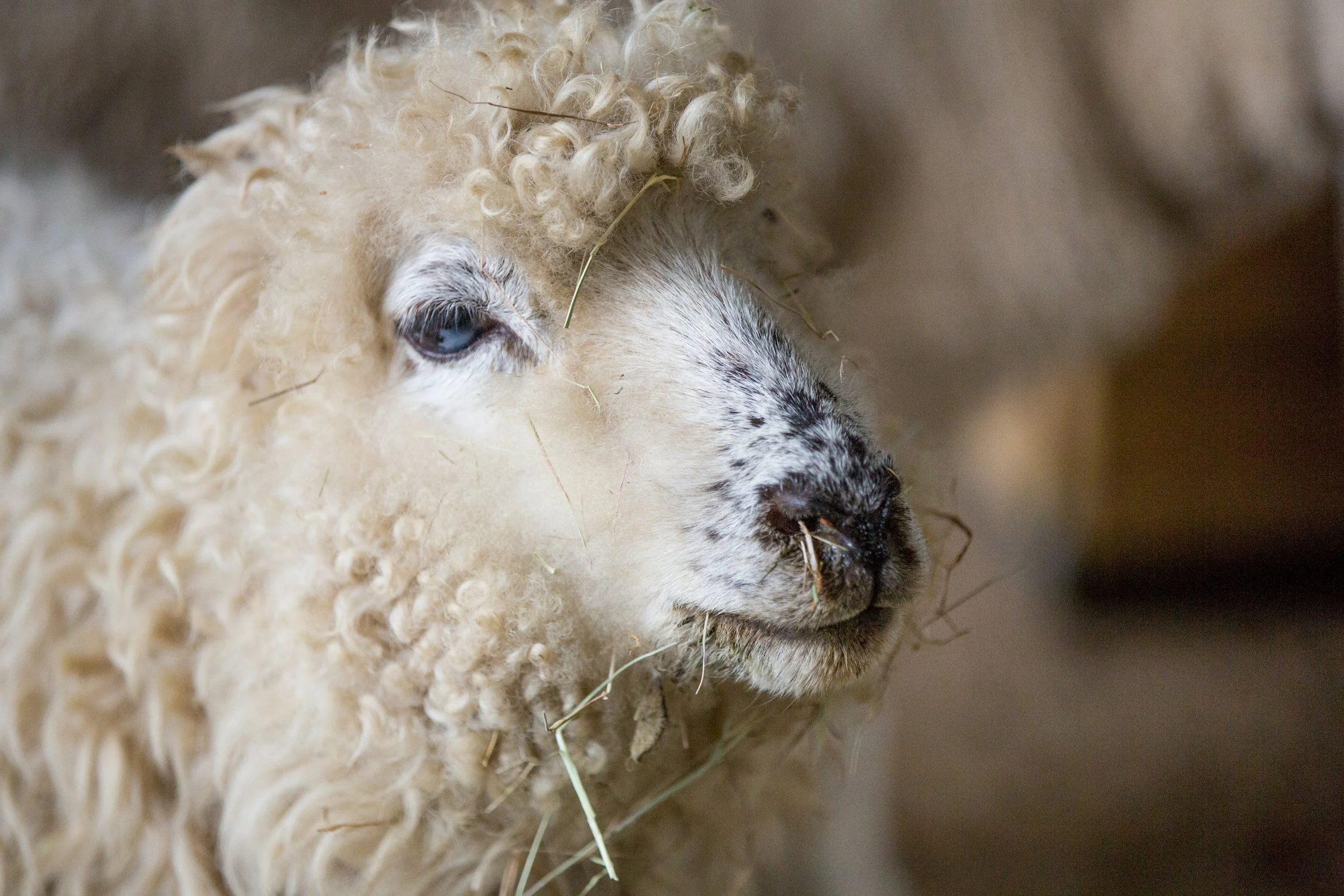 Dolly.jpg
