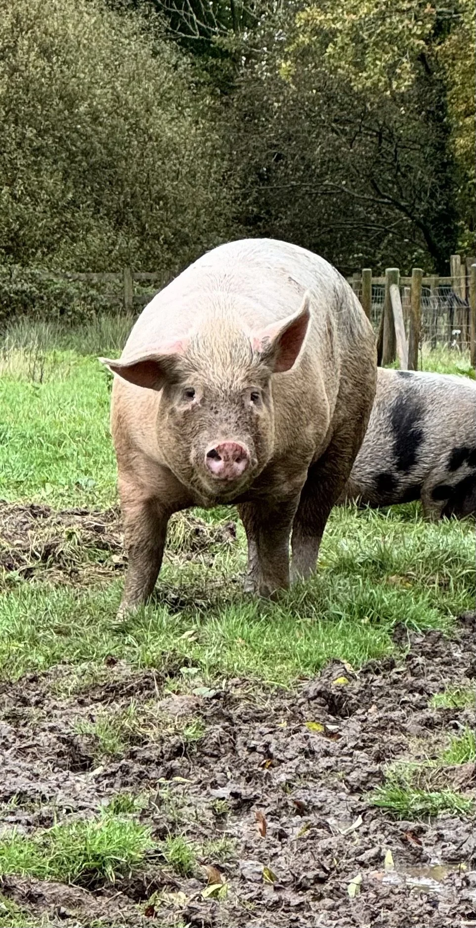 A pig standing on muddy grass with a background of trees and wooden fencing.