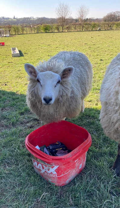 Sheep standing in a field near a red bucket