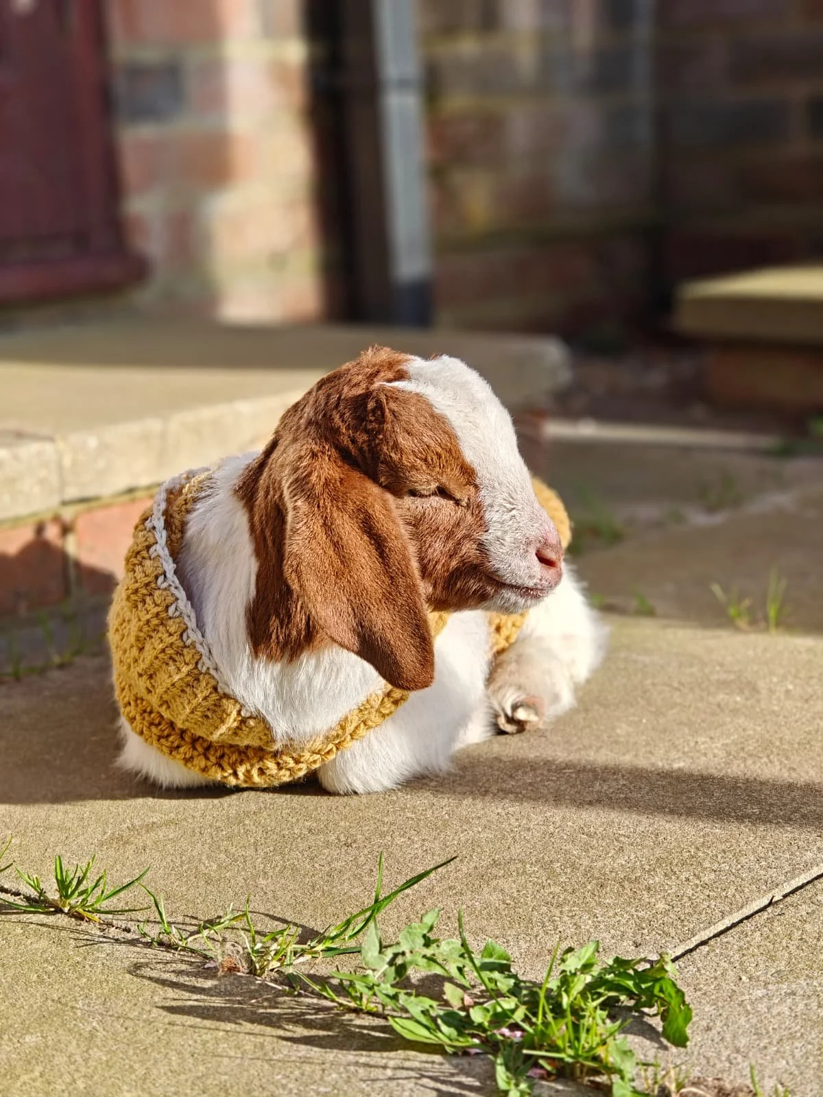 A baby goat with brown and white fur, wearing a yellow knitted sweater, resting on a concrete surface in sunlight, with green plants growing through a crack nearby.