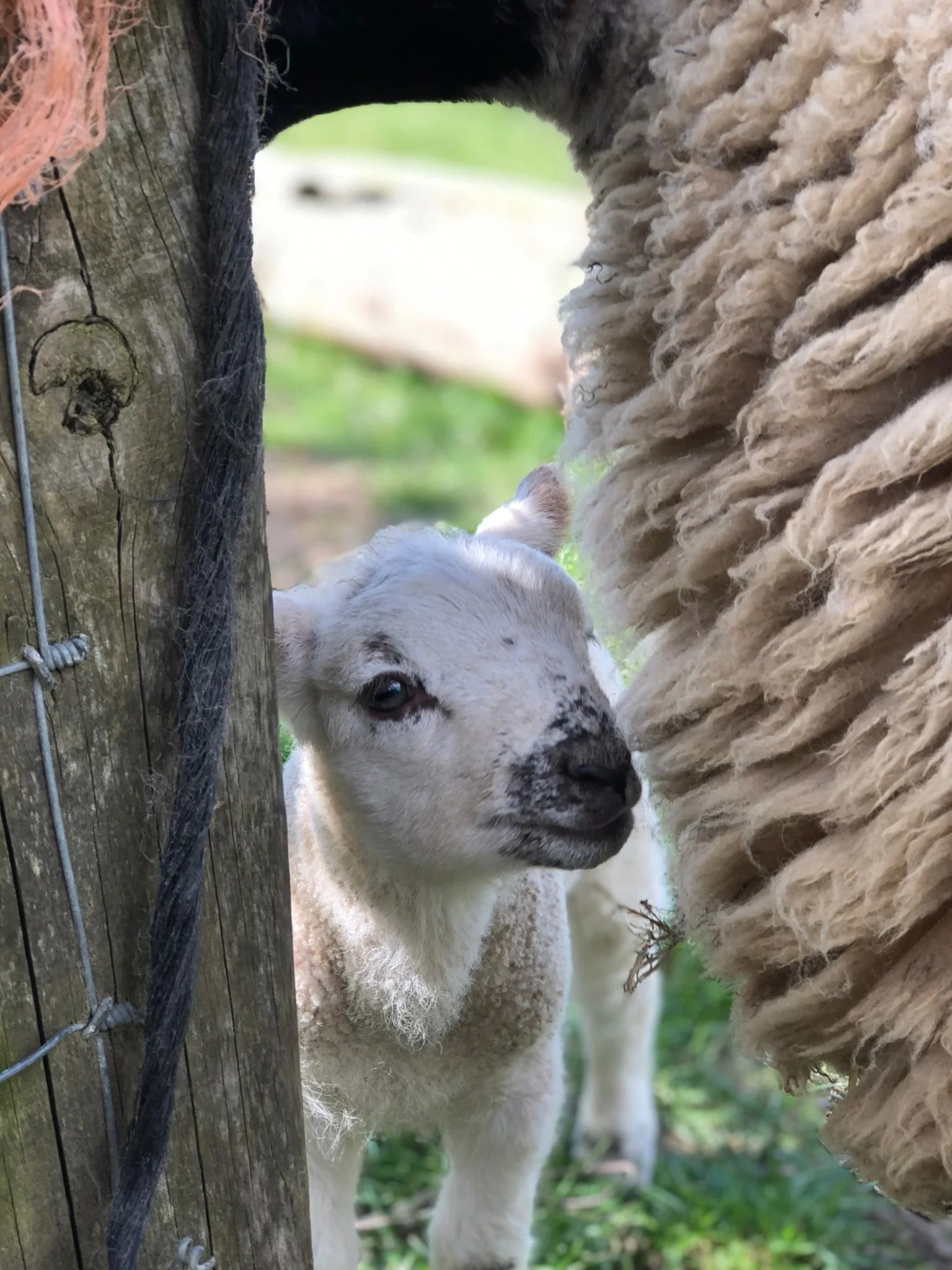 A lamb standing near a sheep, partially hidden by a wooden fence post.