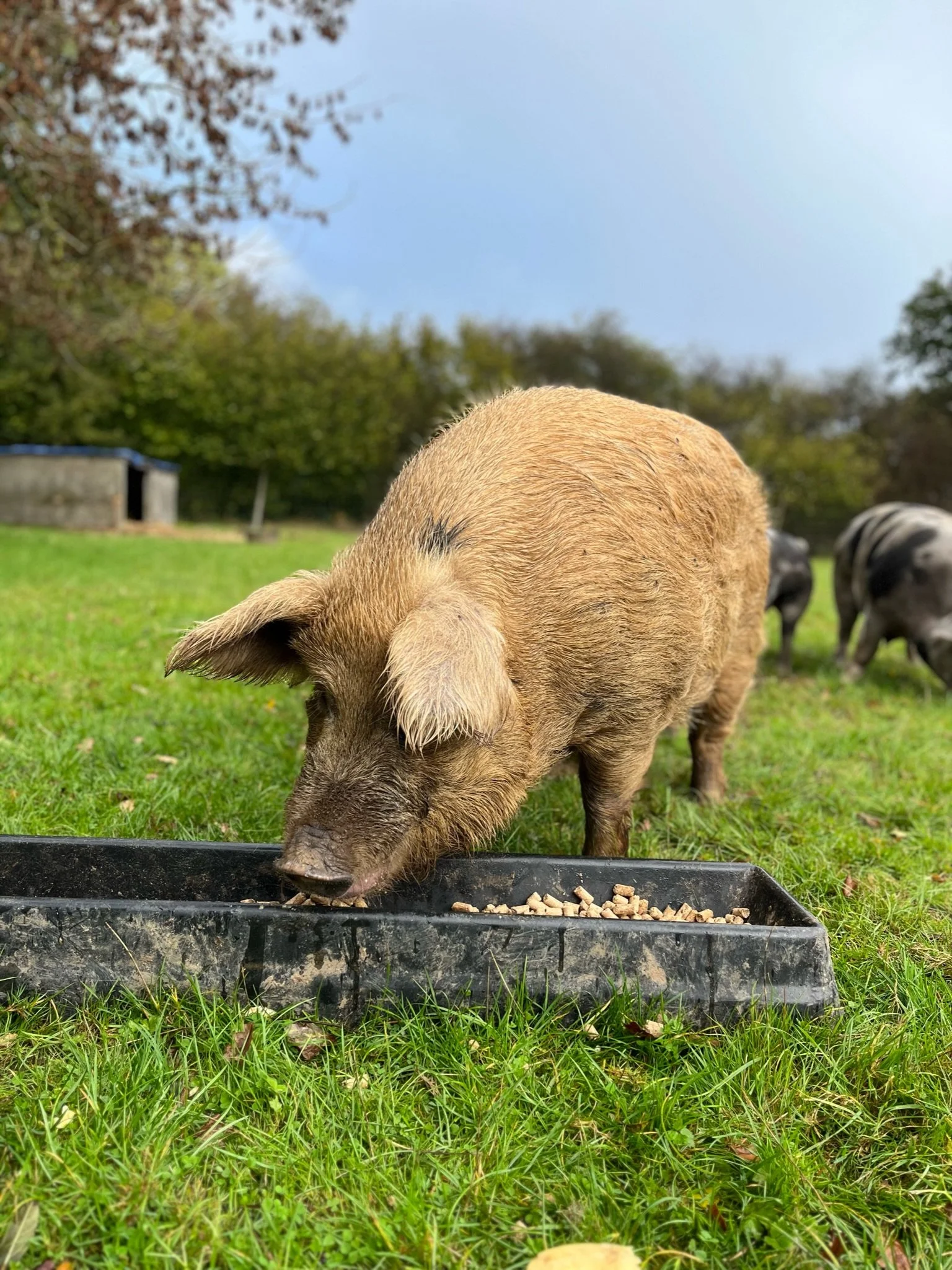 Pig eating from a feed trough on a grassy field