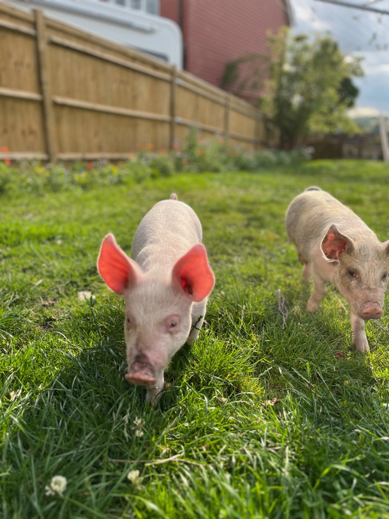 Charlotte & Peppa.jpg