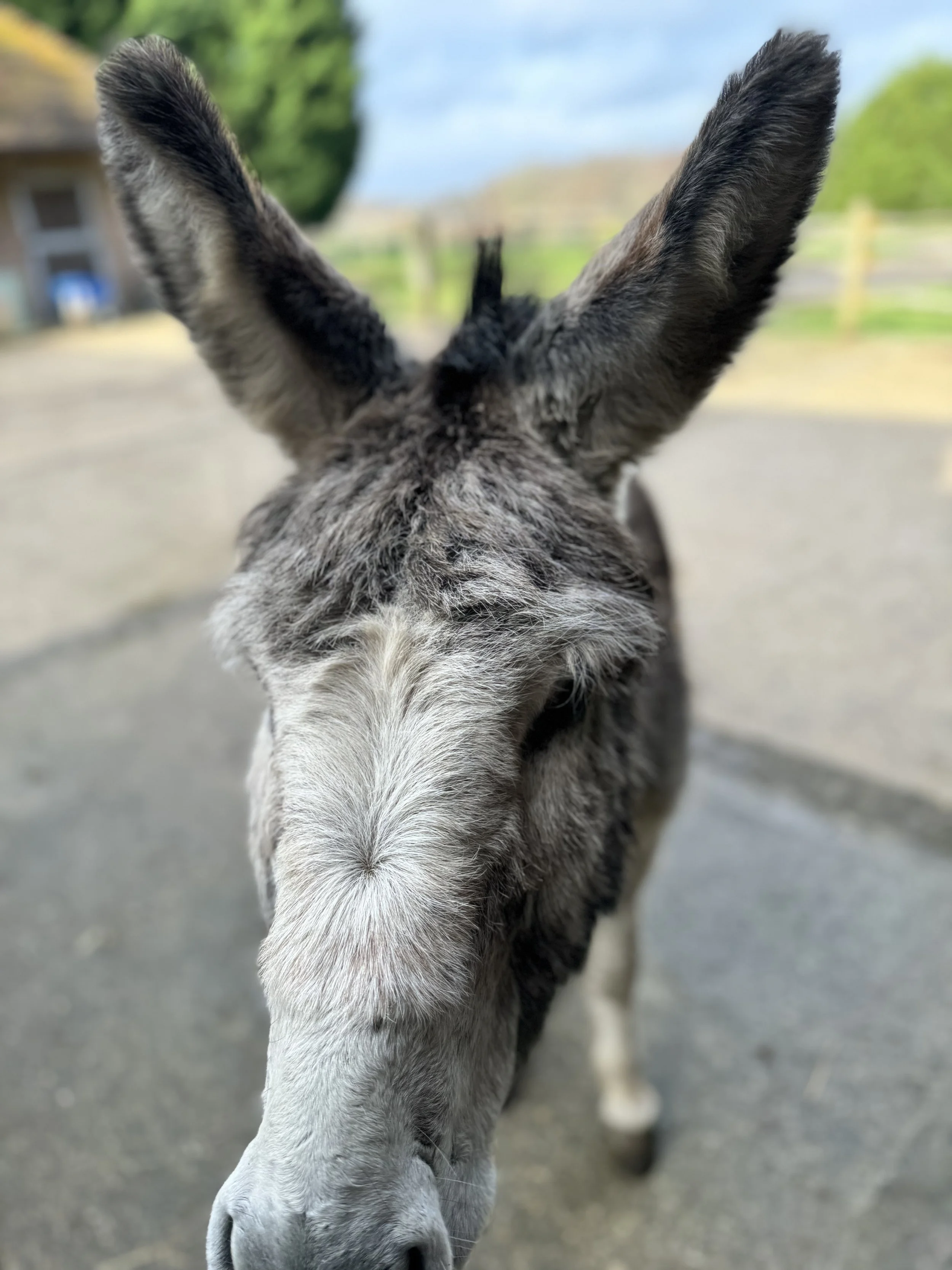 Close-up of a donkey's face with ears perked up, standing on a paved area with a blurred background of trees and a fence.