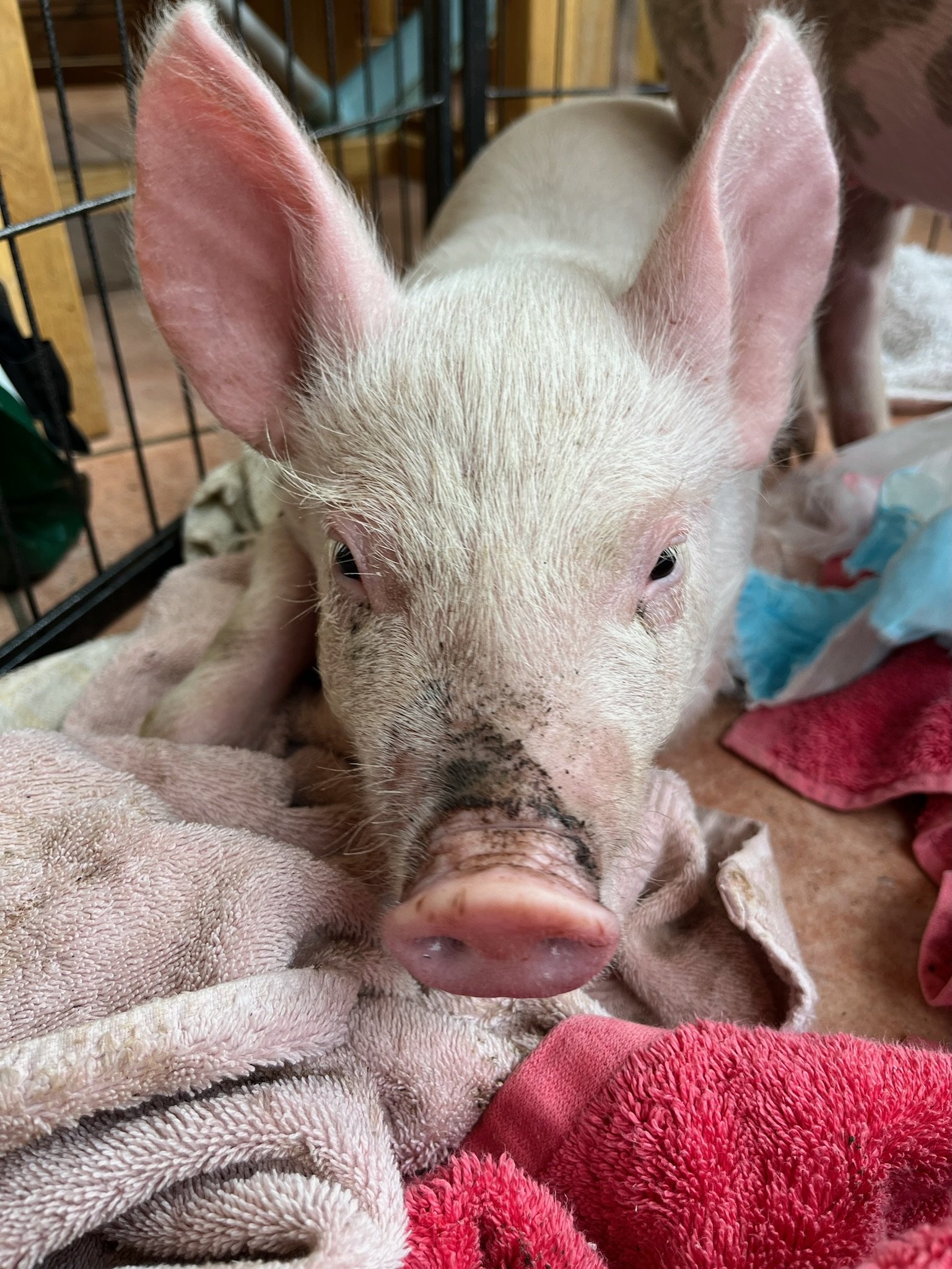 A piglet laying on blankets inside a pen.