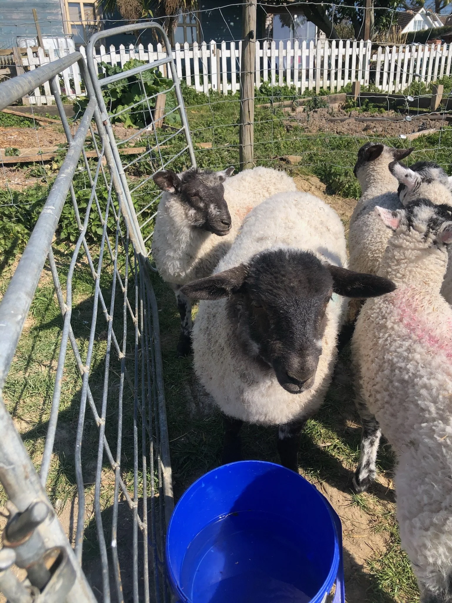 Sheep in a pen with a blue bucket