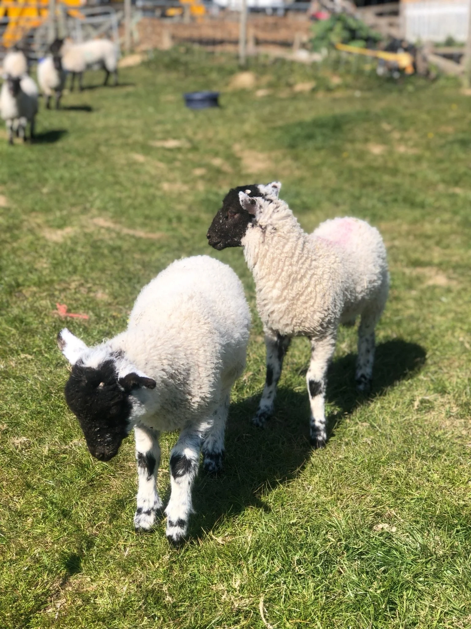 Two lambs with black faces standing on green grass in a sunny field.