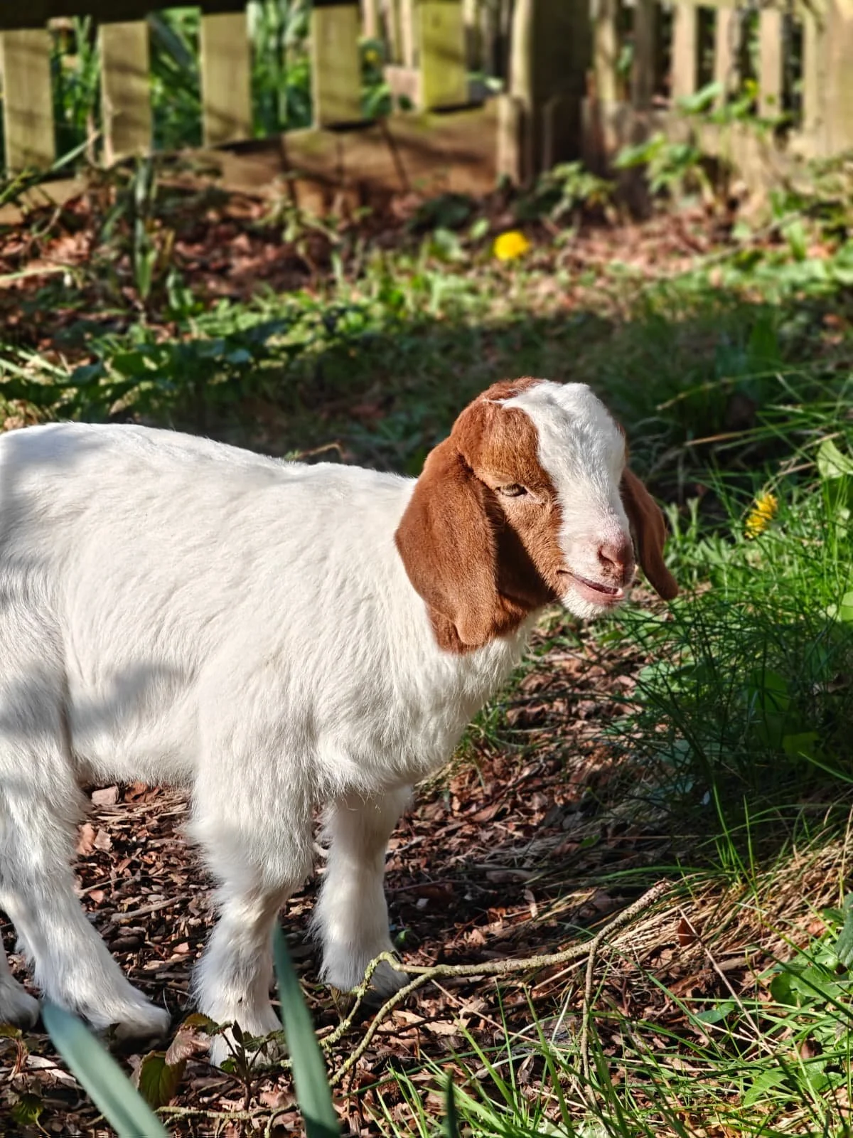 A young goat with brown ears and a white body standing on a dirt and grass ground in a garden area, with a wooden fence in the background and sunlight shining on it.