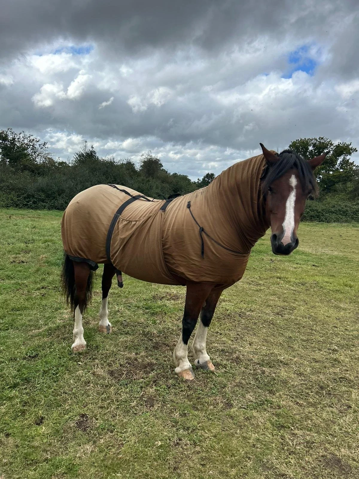 Horse wearing a brown blanket in a field, with overcast sky.