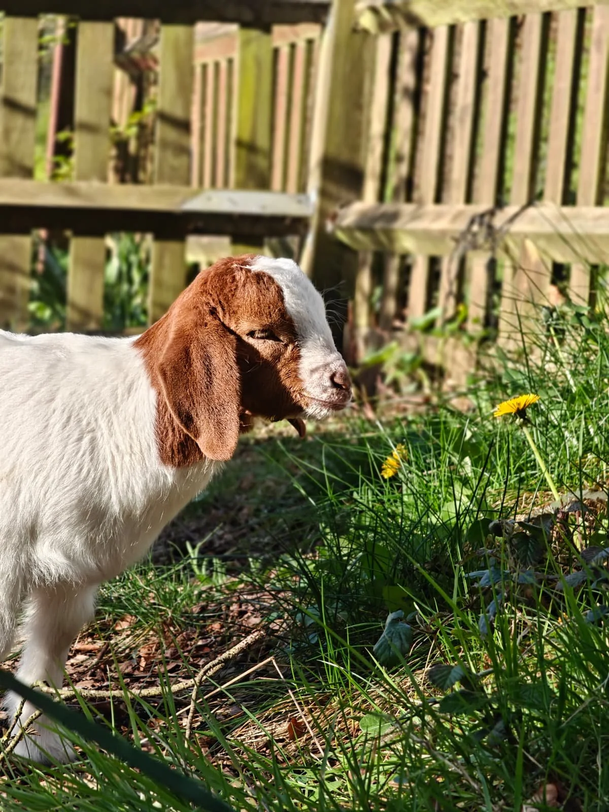 A young brown and white goat standing in grass near a wooden fence with yellow flowers and sunlight.