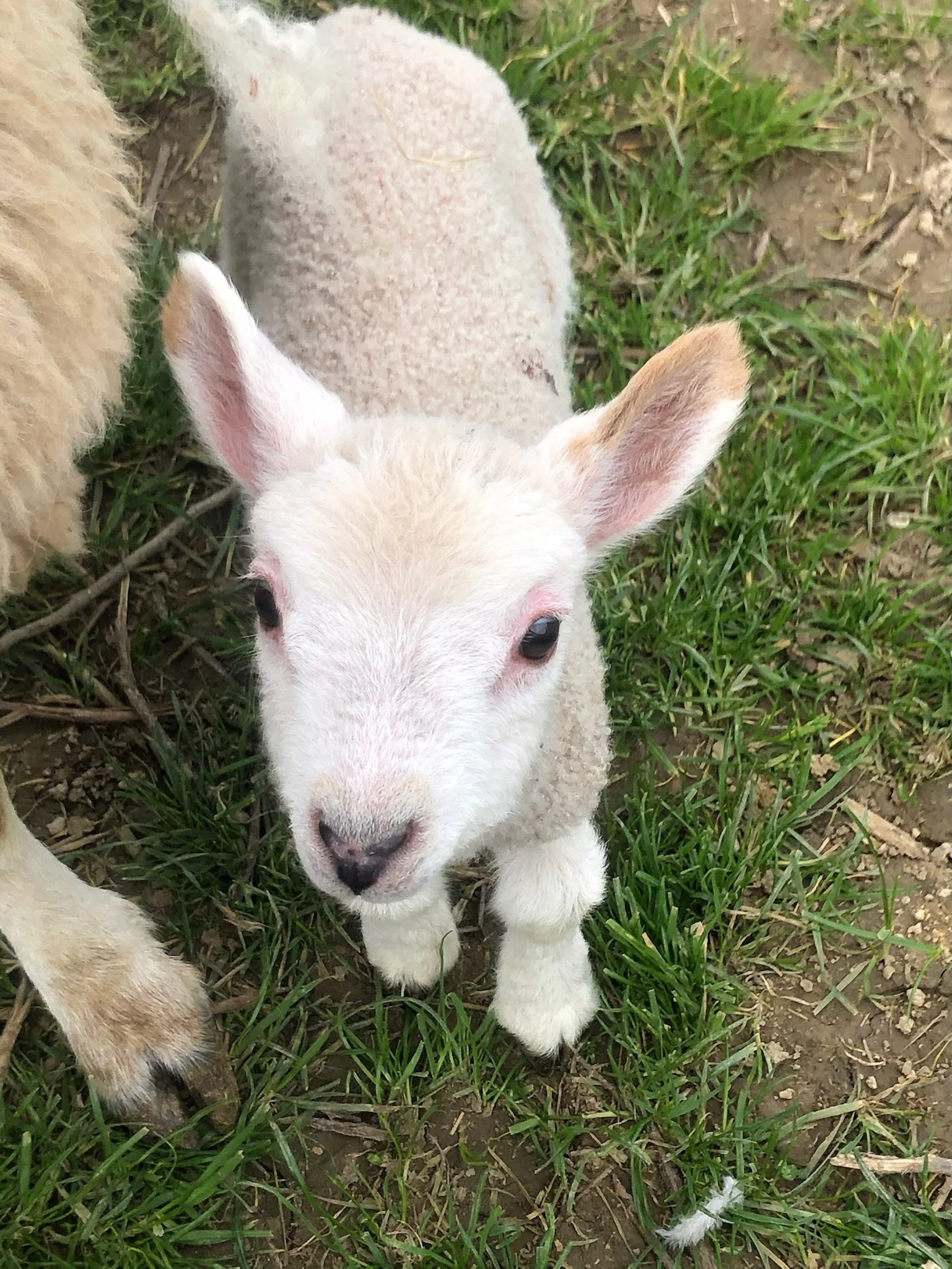A close-up of a baby lamb standing on grass next to an adult sheep.
