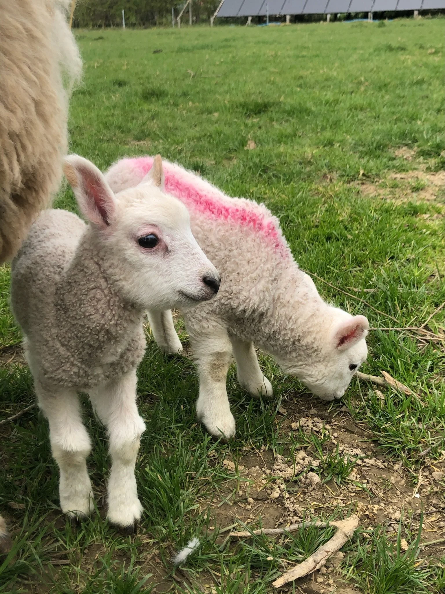 Two lambs in a grassy field, one standing and the other grazing, with a faint red marking on their backs.