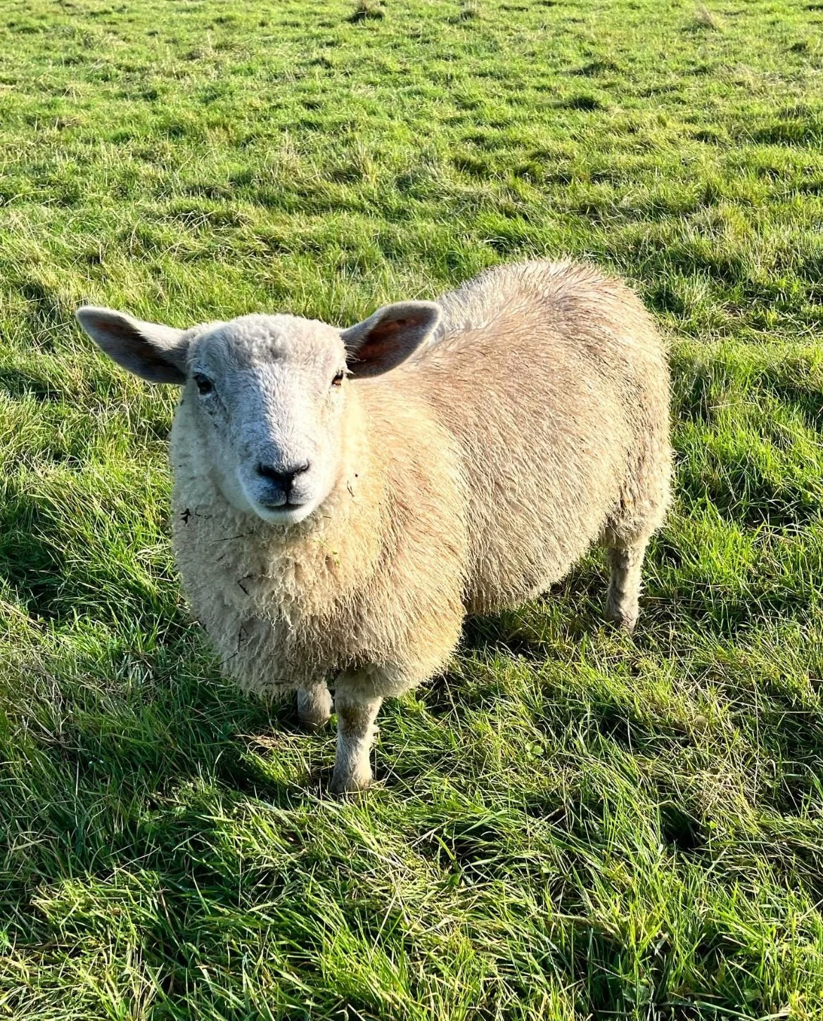 A sheep standing on a grassy field looking at the camera.