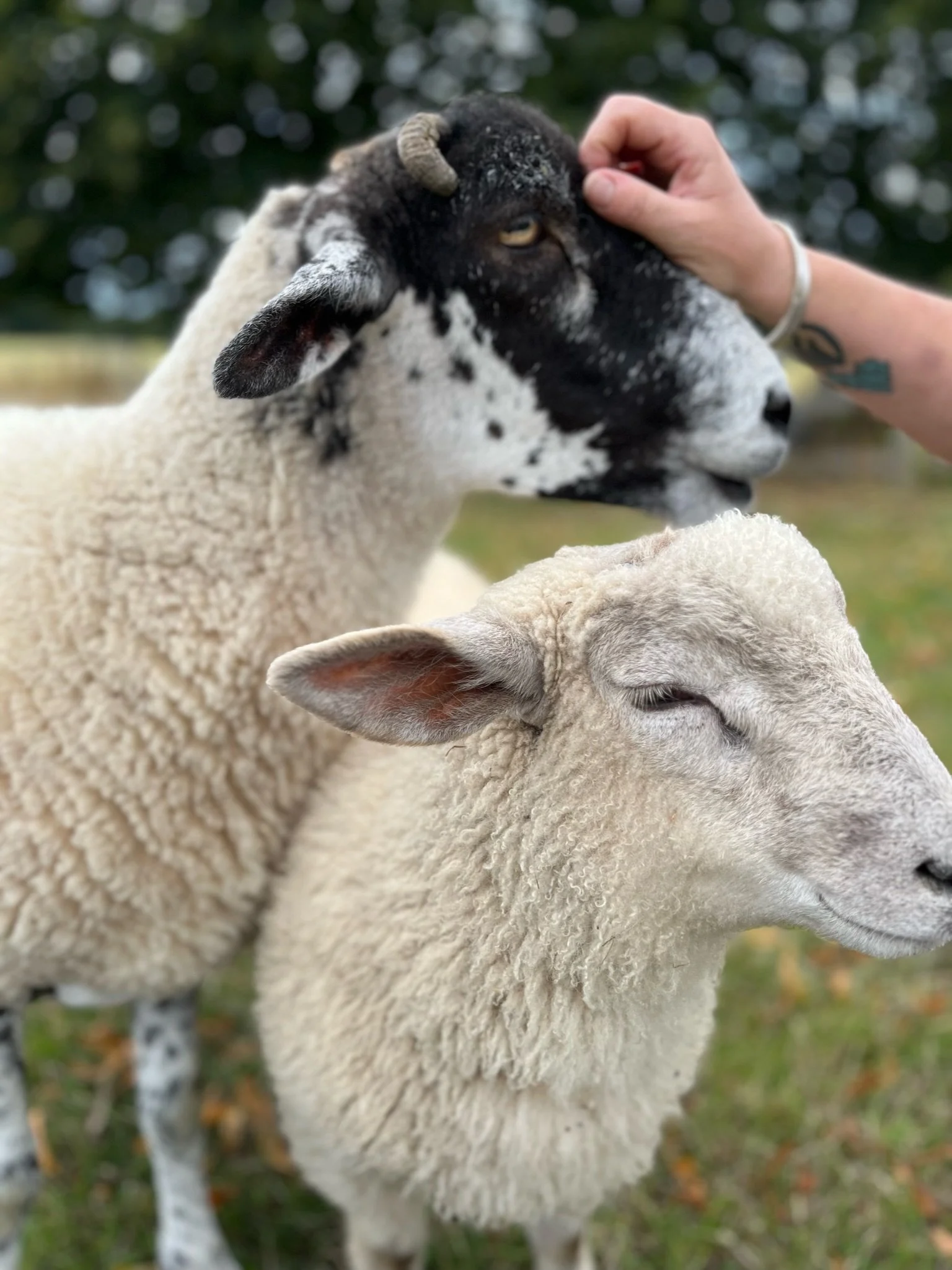 A person petting two sheep, one with black and white face and the other with all white fleece. The sheep are outdoors with trees in the background.