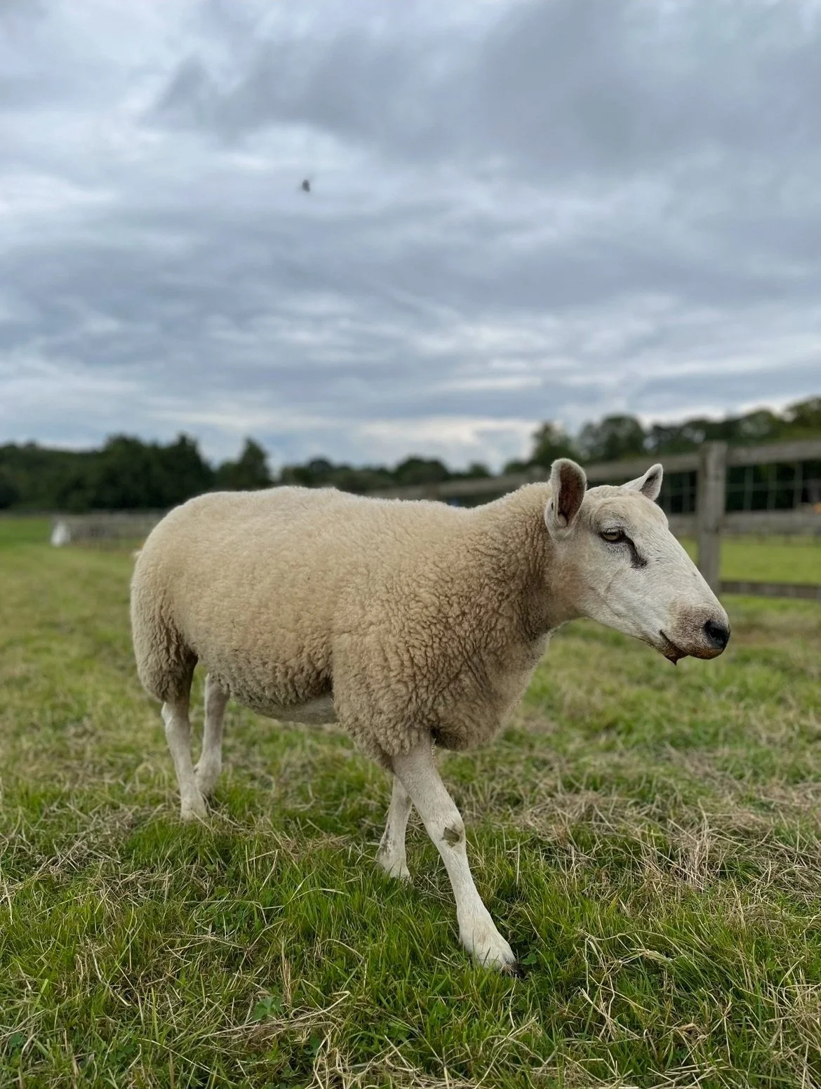 A sheep walking in a grassy field on a cloudy day.